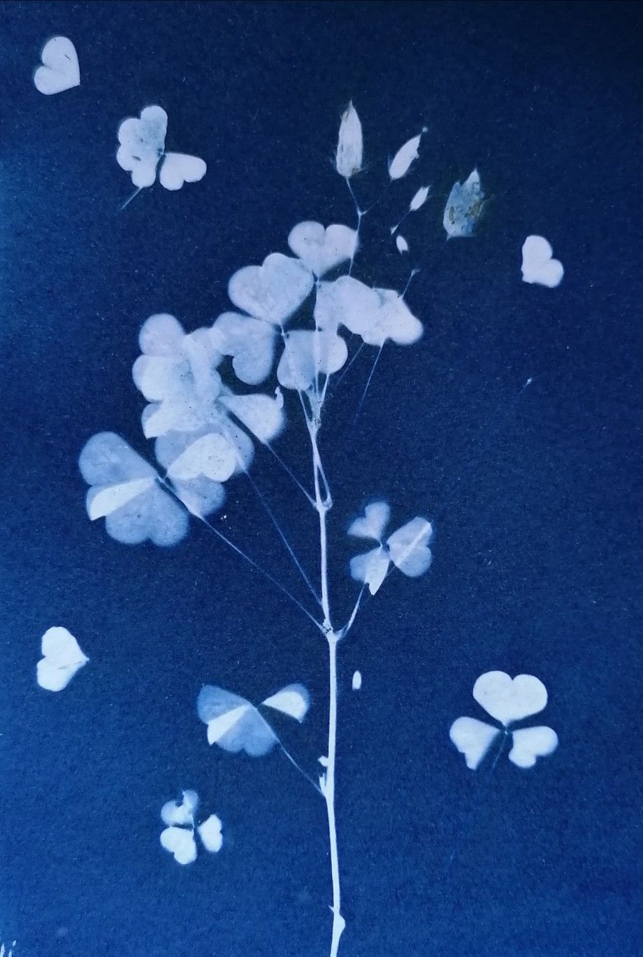 Cyanotype Print By Indigo Moth Botanical Prints Wallpaper