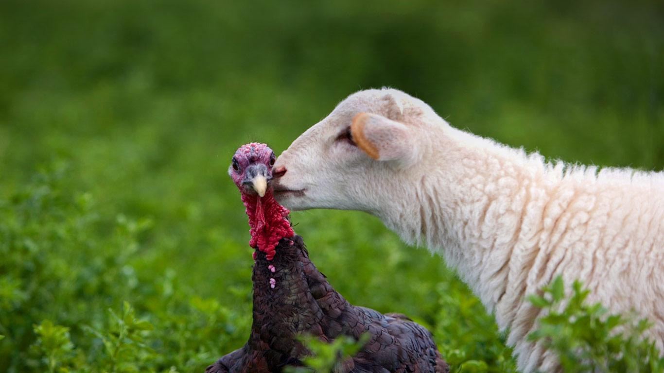 Lamb Turkey Kiss A Gives On