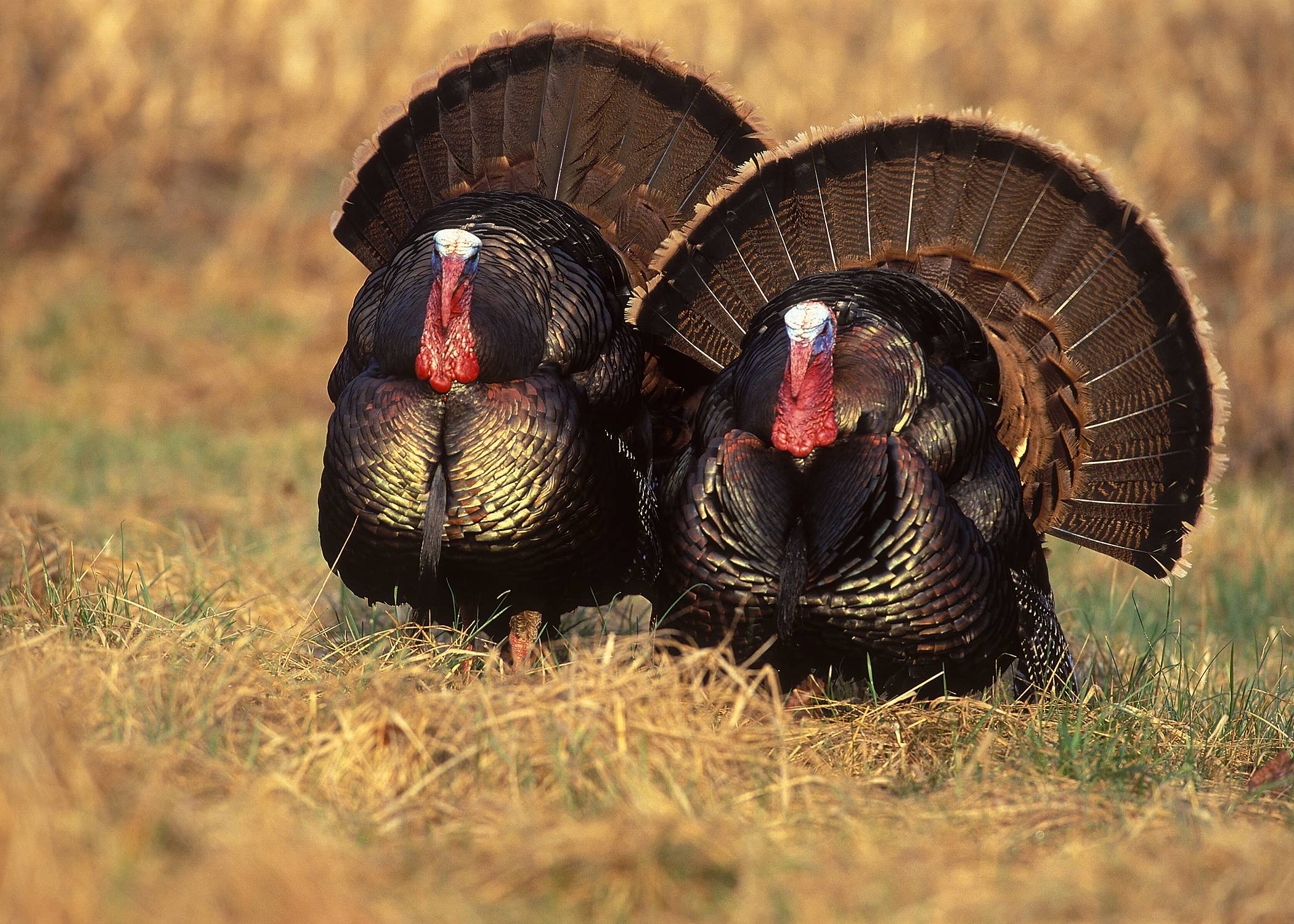 Two Wild Turkey Toms Form The Nwtf Photo Gallery I Know That Many Do