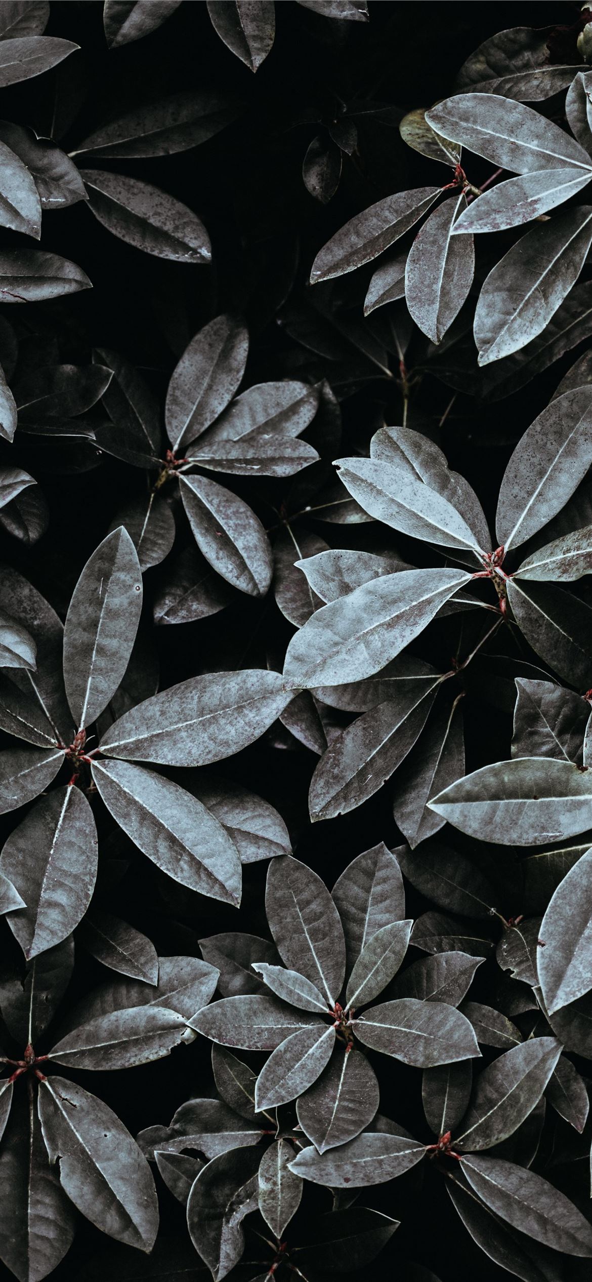 Grayscale Photo Of Leaves iPhone Wallpaper