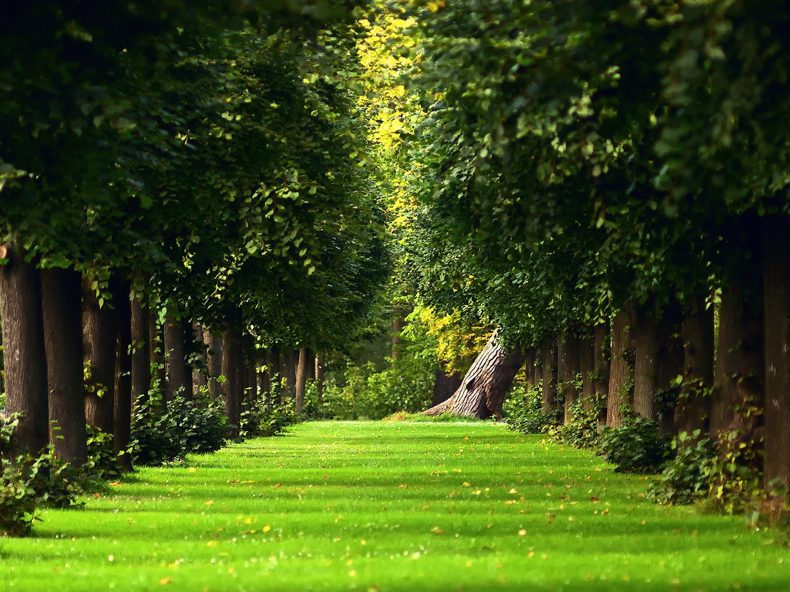 Garden Desktop Wallpaper Beautiful Green