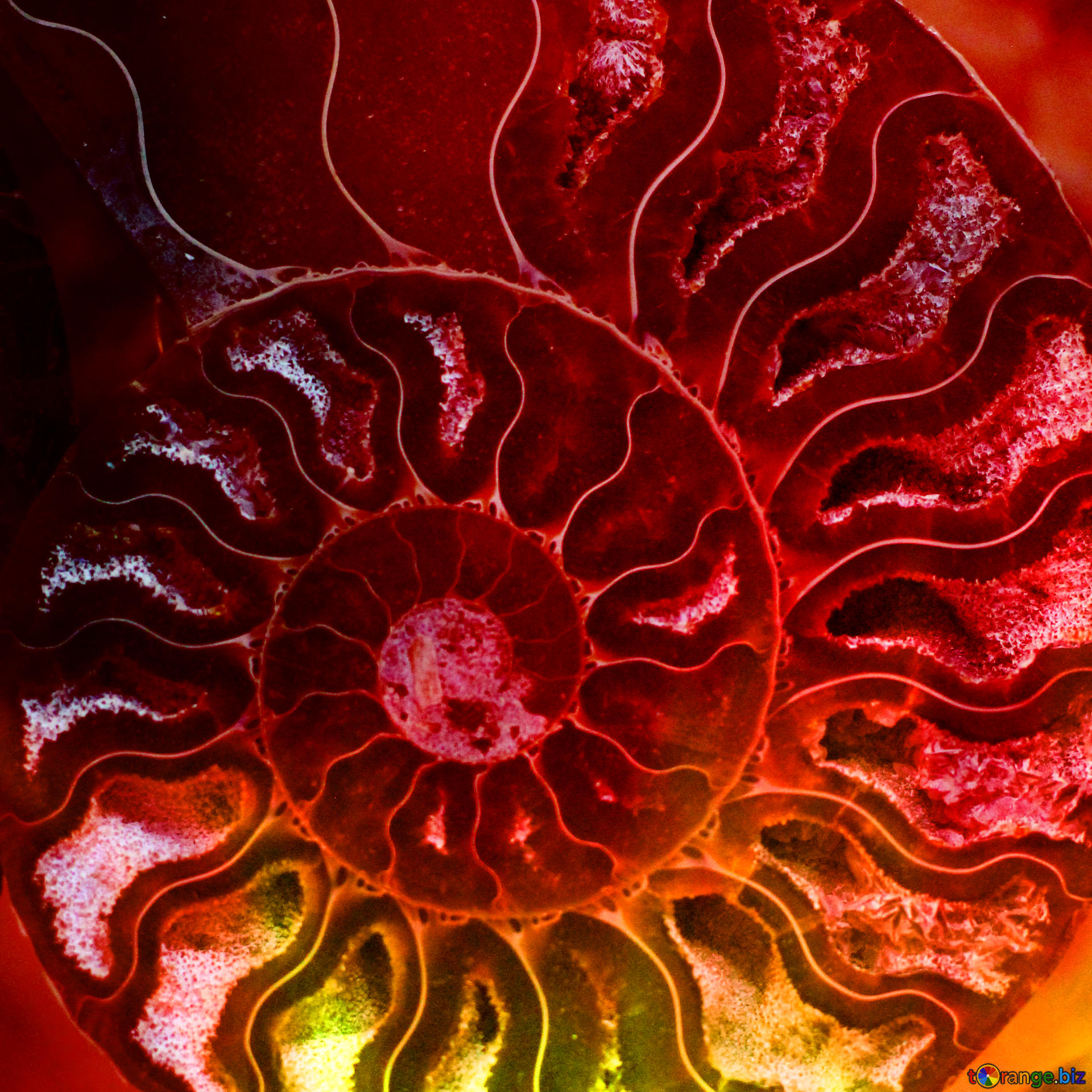 Picture Ammonite Fire Background On Cc By License