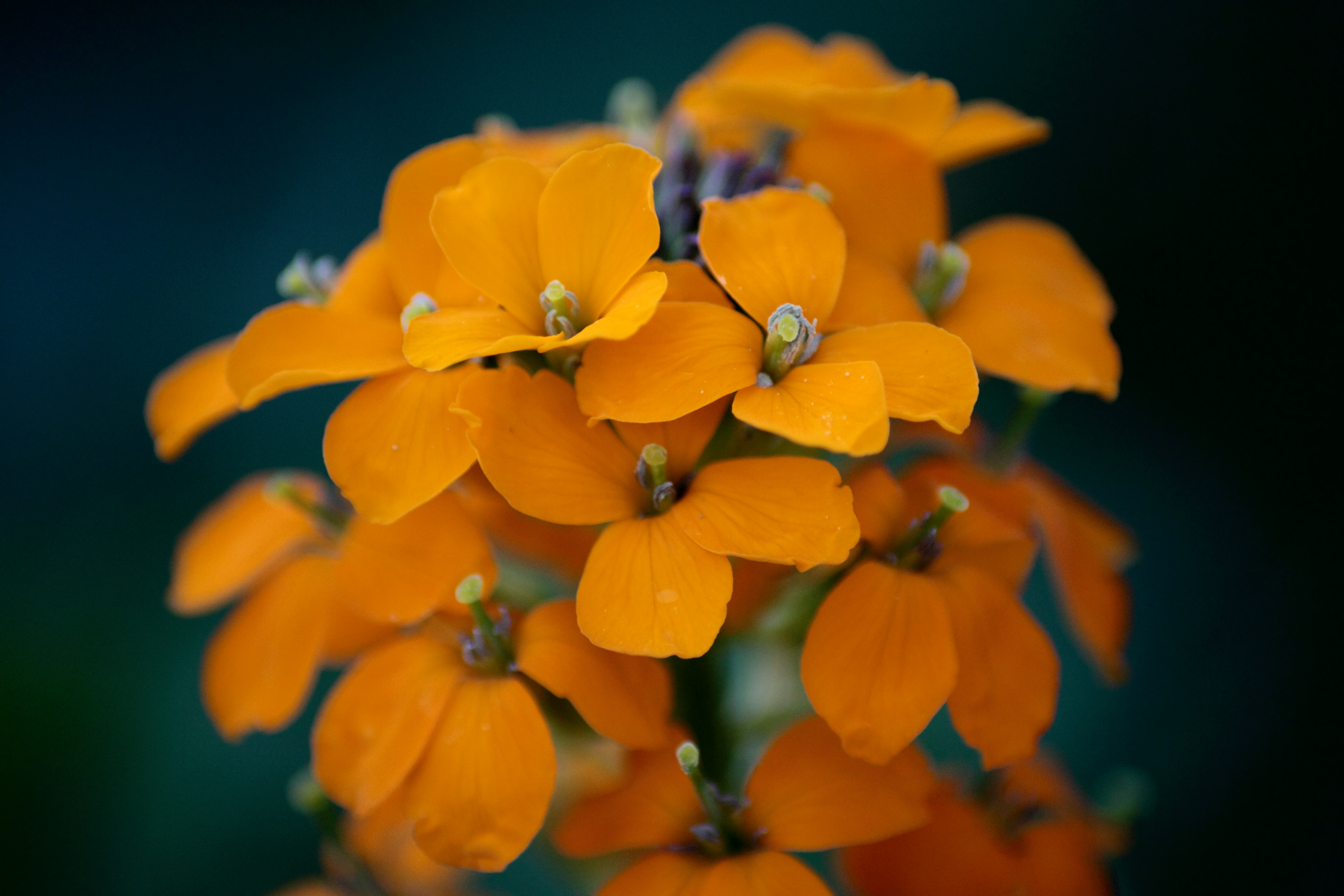 File Spring Orange Wildflowers West Virginia Forestwander