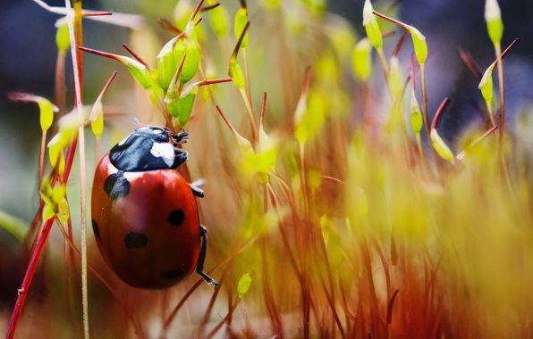 Wallpaper Ladybug Plants Crawling Speck Macro
