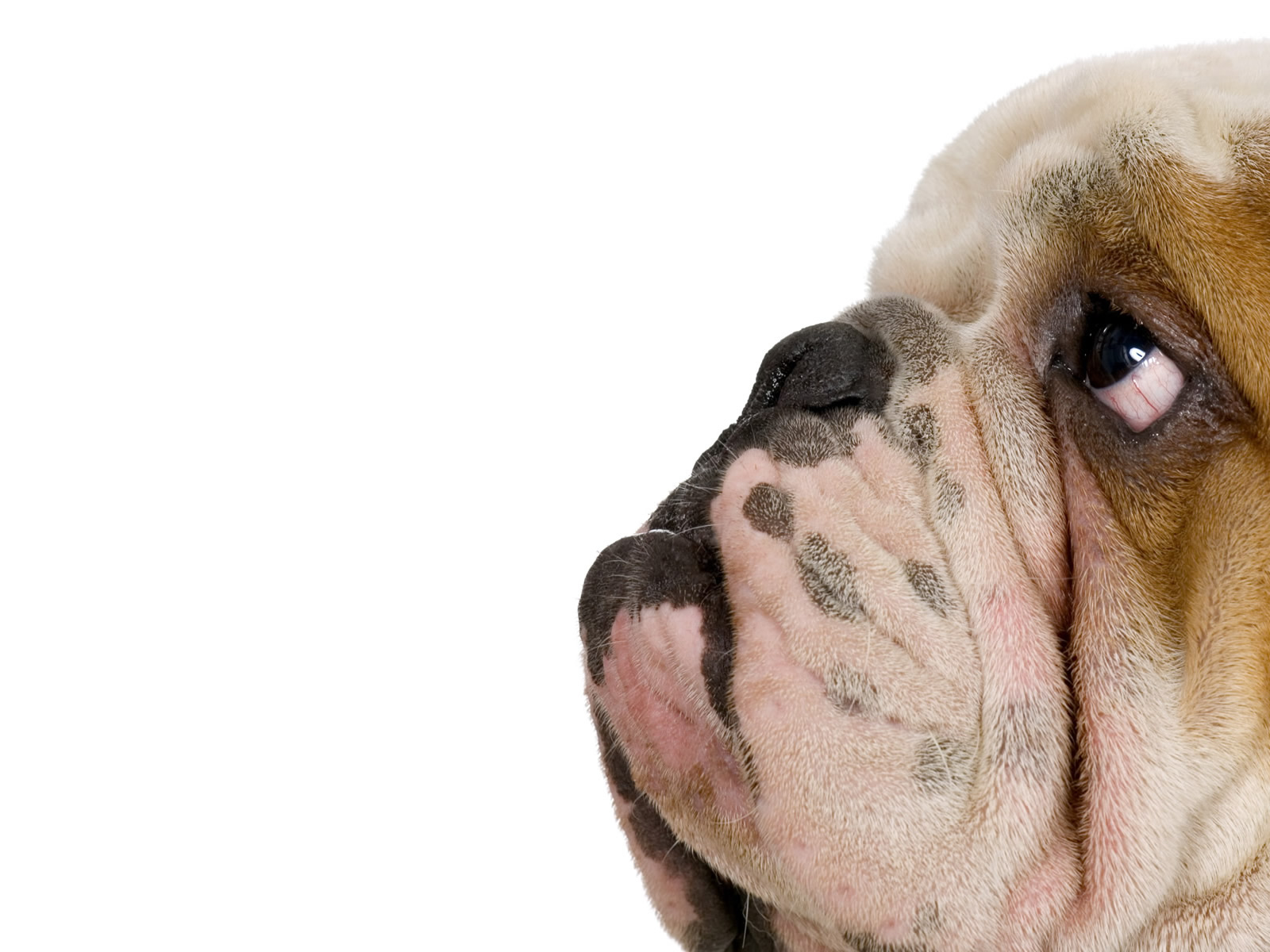 Face Funny Dog Wallpaper For Android High Resolution