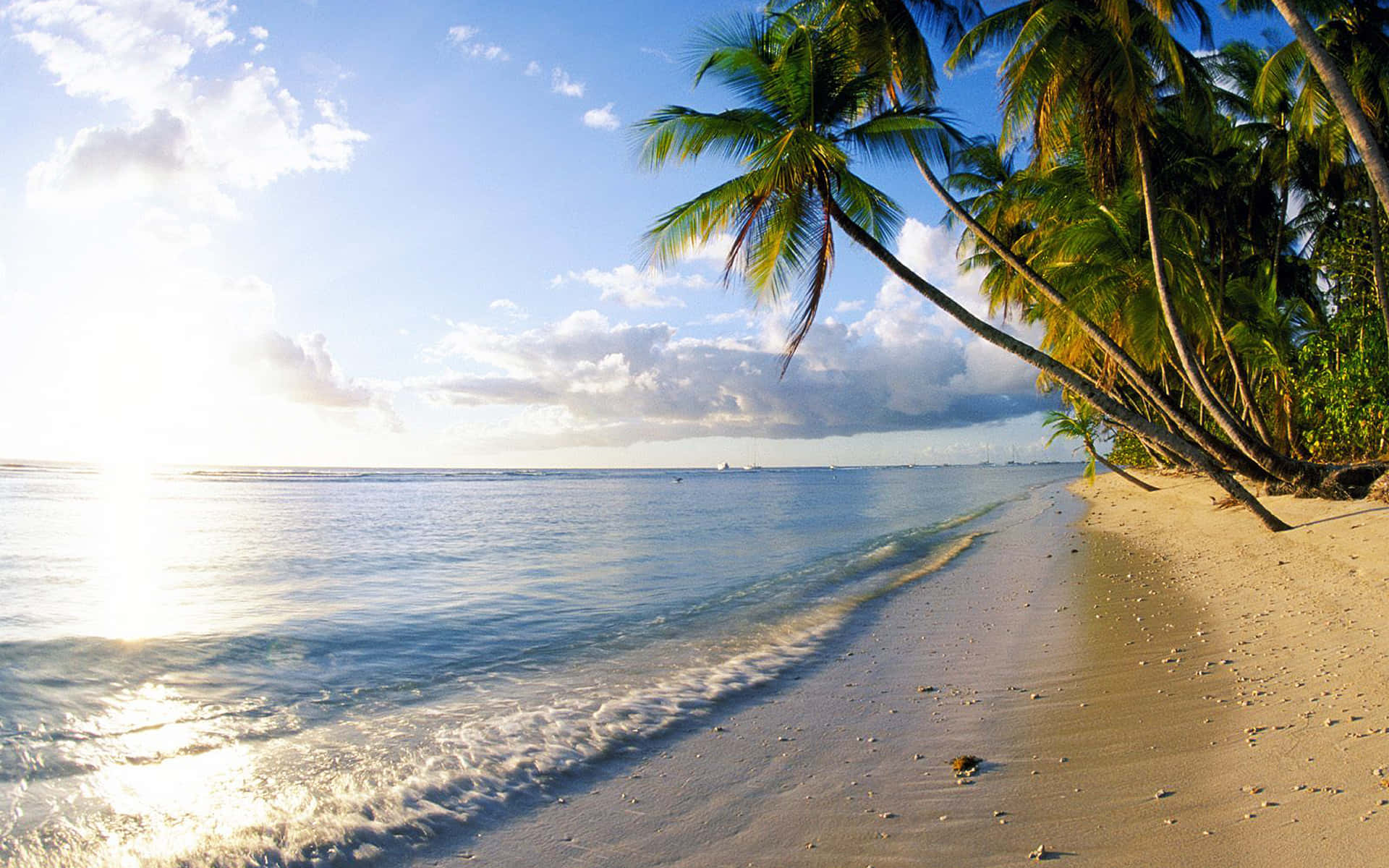 Palm Tree Beach Wallpaper