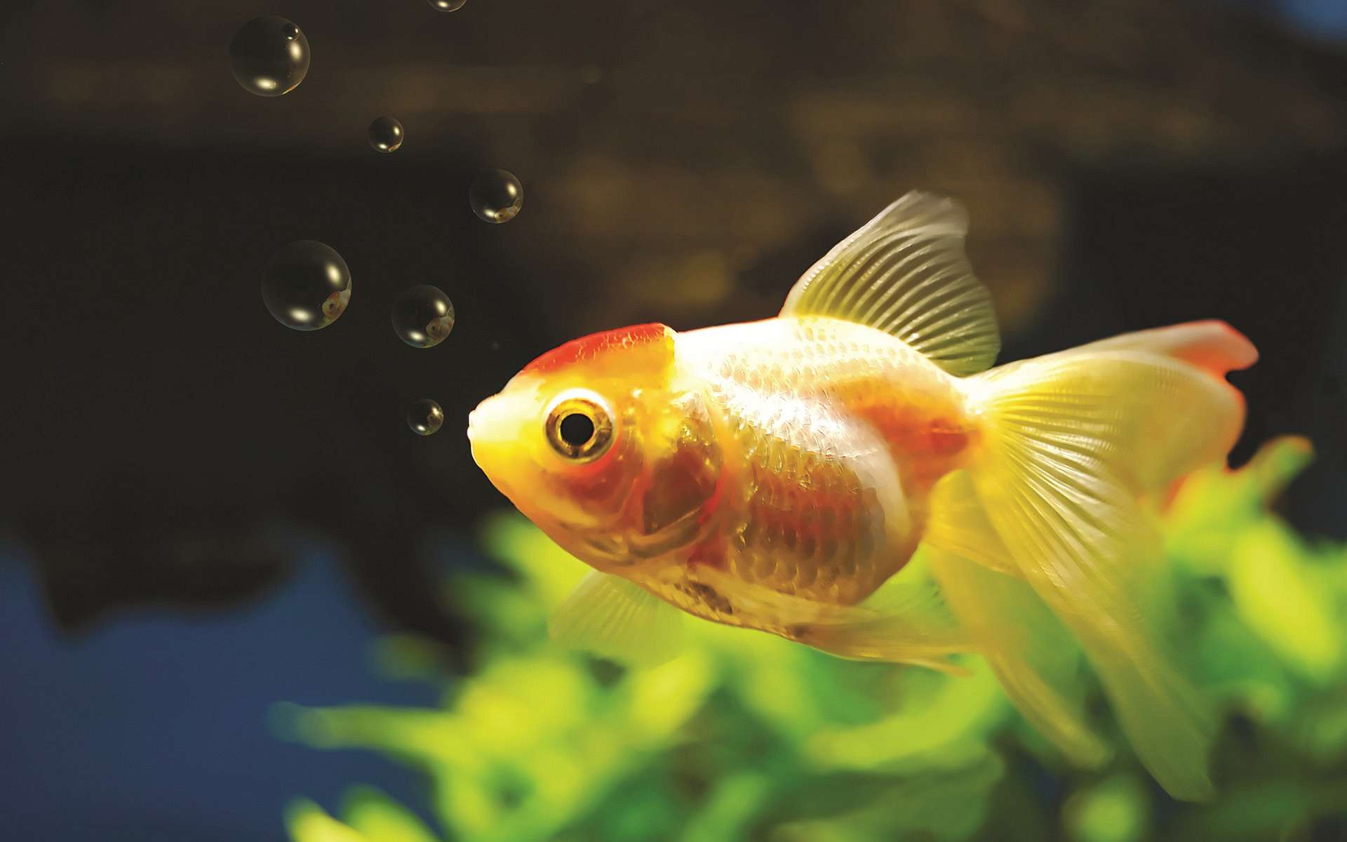 Goldfish Puter Wallpaper Desktop Background
