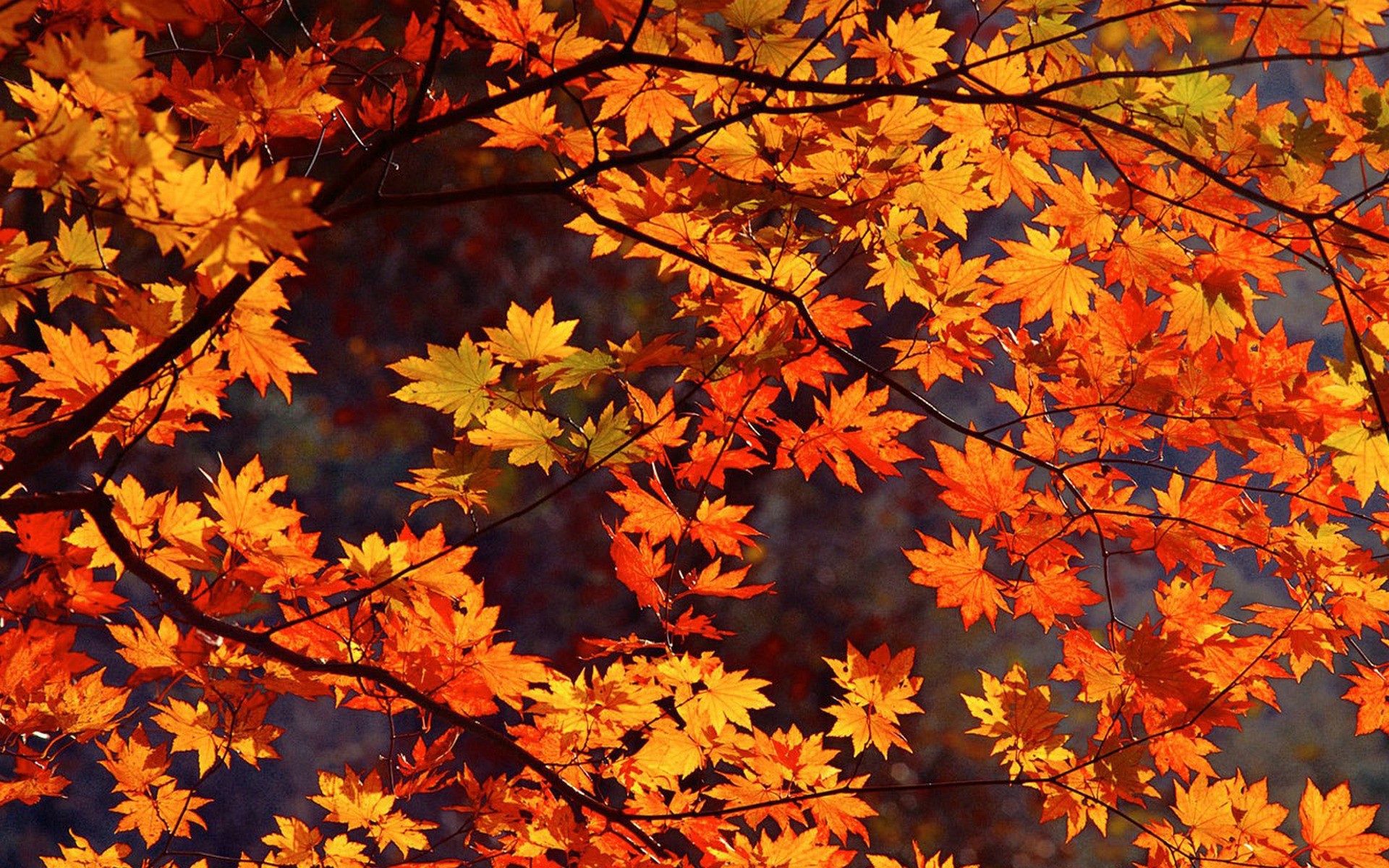 Autumn Scenes Wallpaper In HD