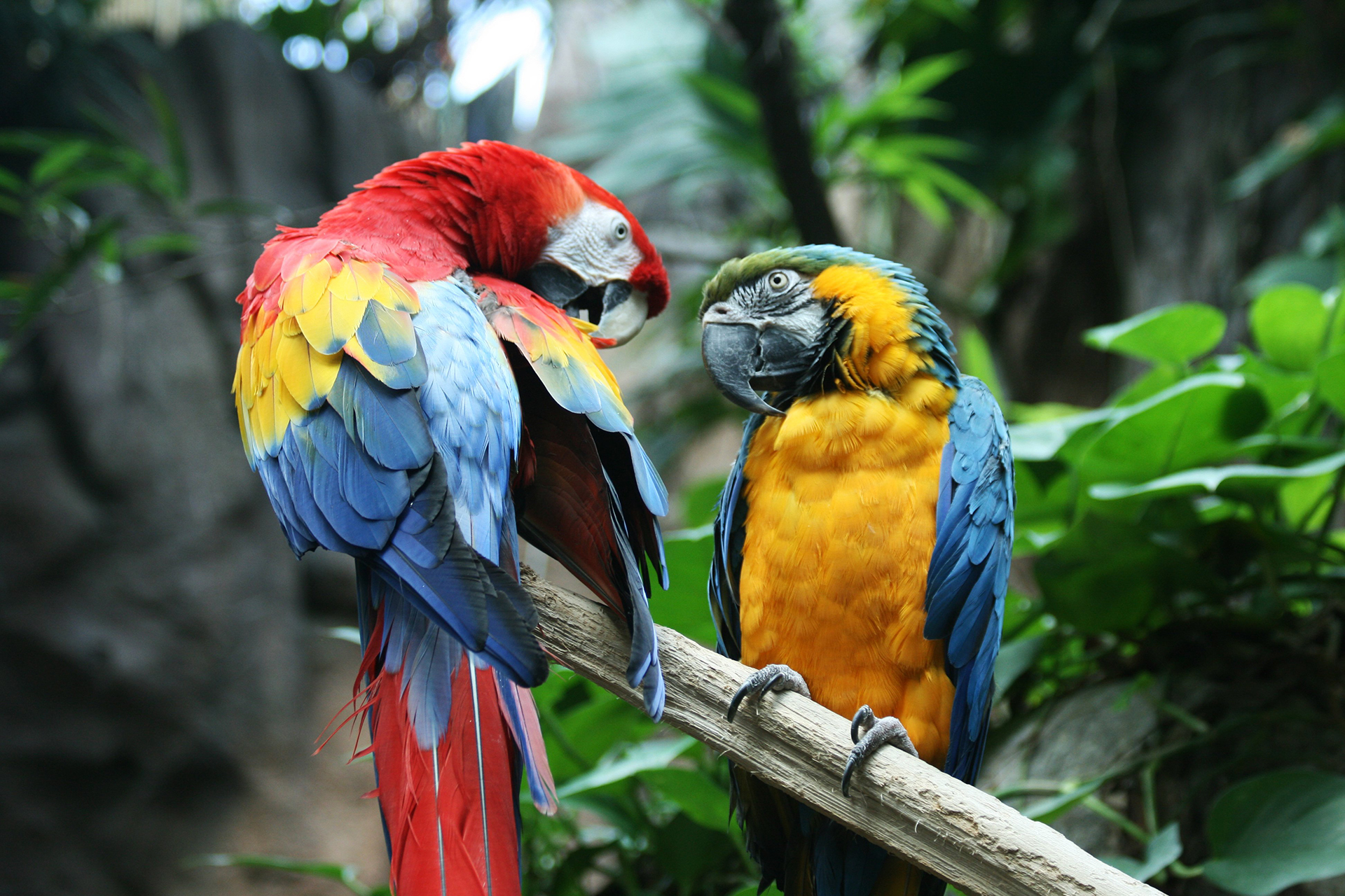 Macaw Parrot HD Wallpaper Tropical