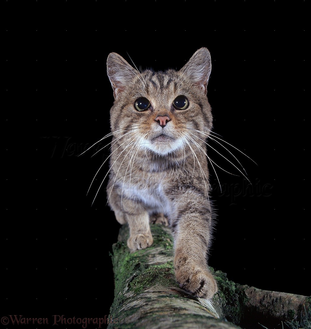 Nothing Found For Tag African Wild Cat Kittens Wallpaper