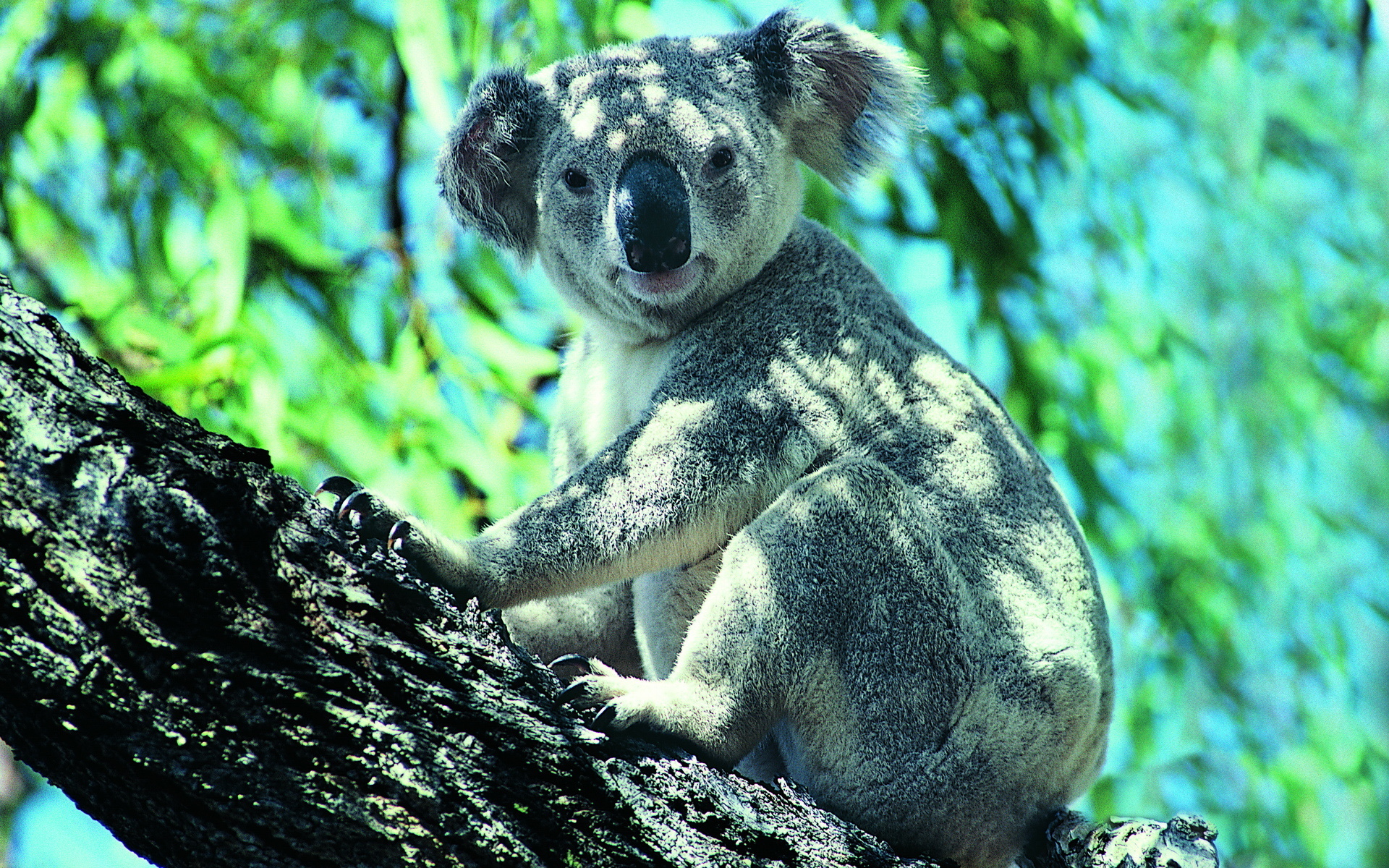 Koala HD Wallpaper For Desktop