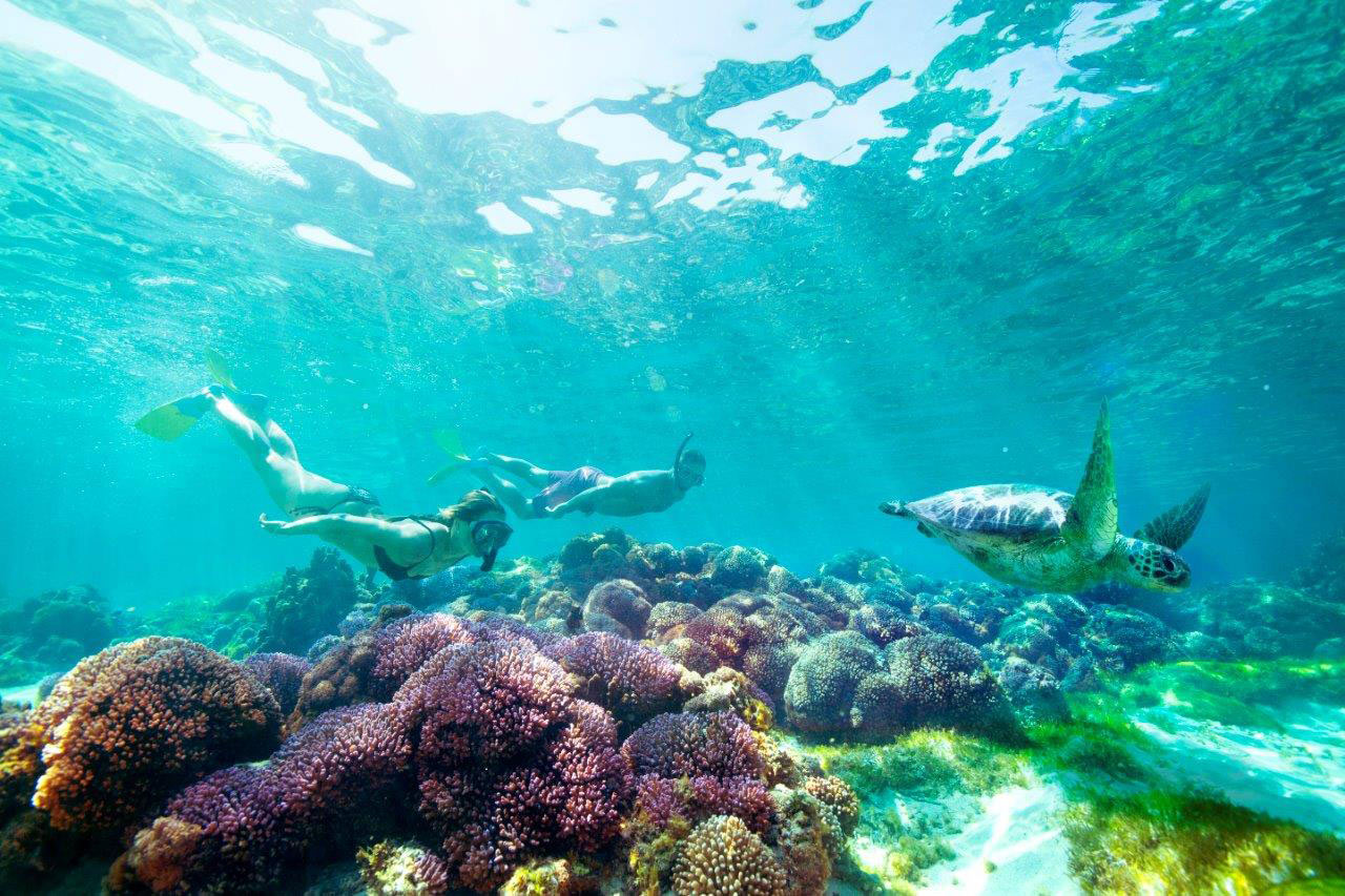 Background Snorkeling Lord Howe Island