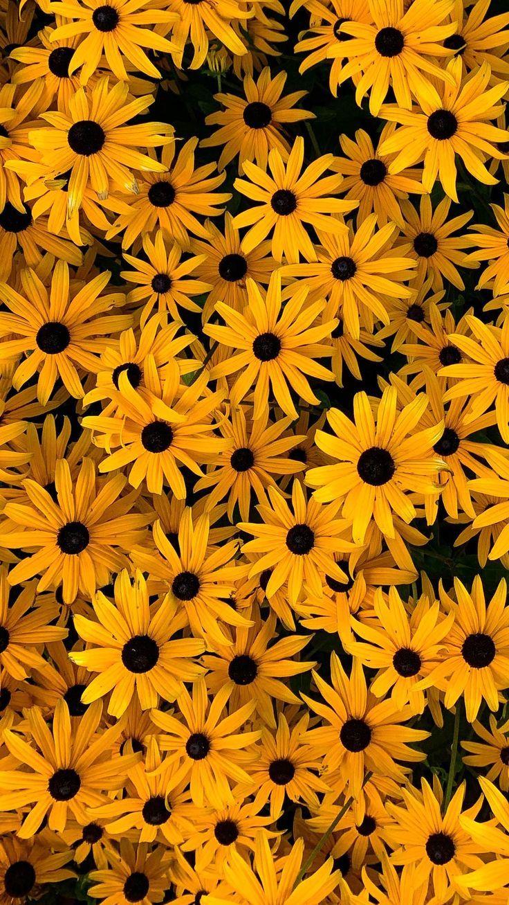 Flower iPhone wallpaper HD floral Photography lockscreen 4k images