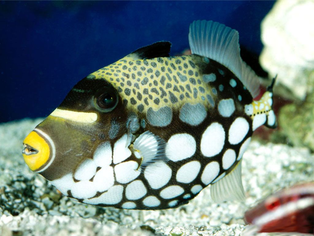 Deep Sea Fish Wallpaper
