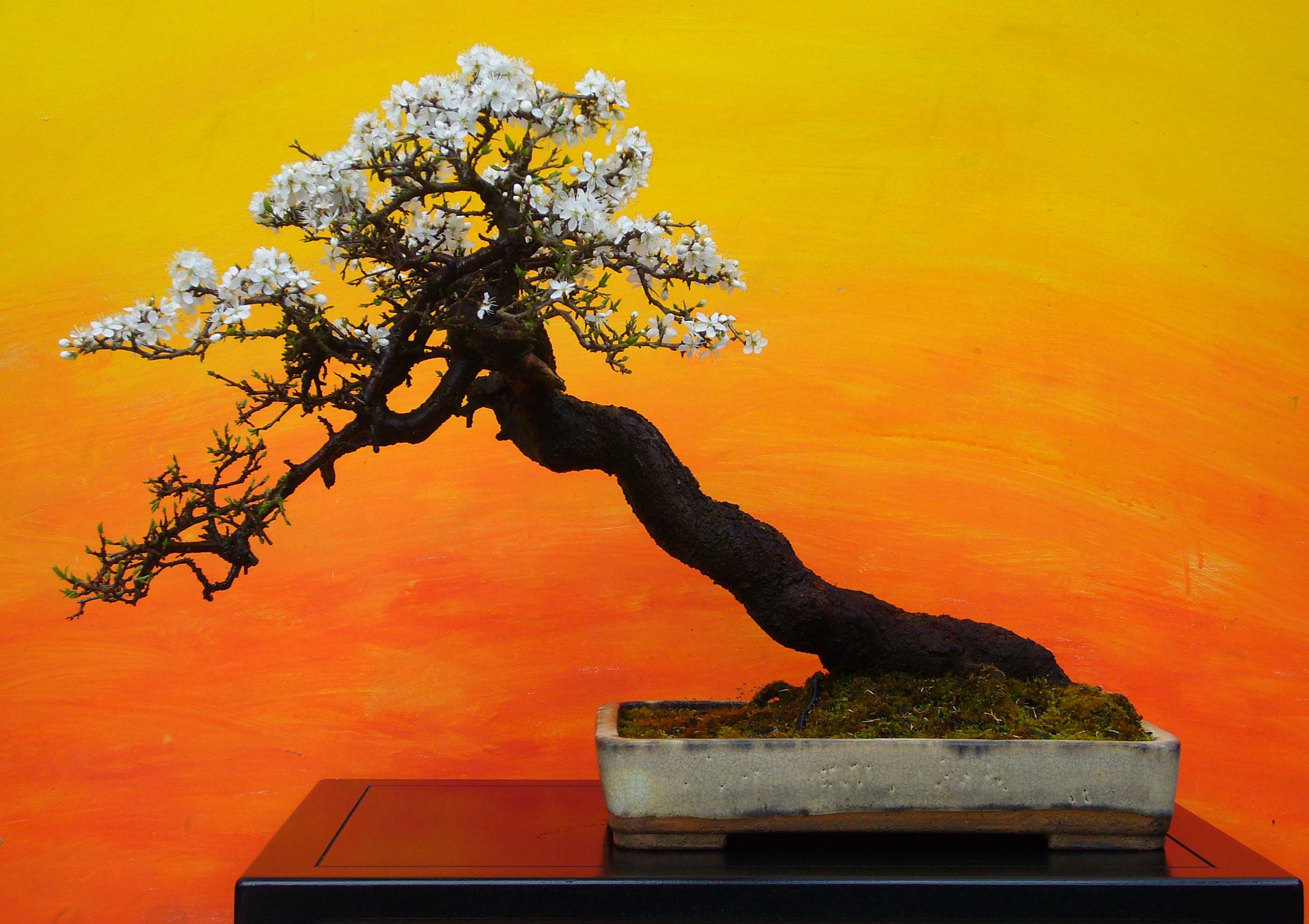20+ Bonsai HD Wallpapers and Backgrounds