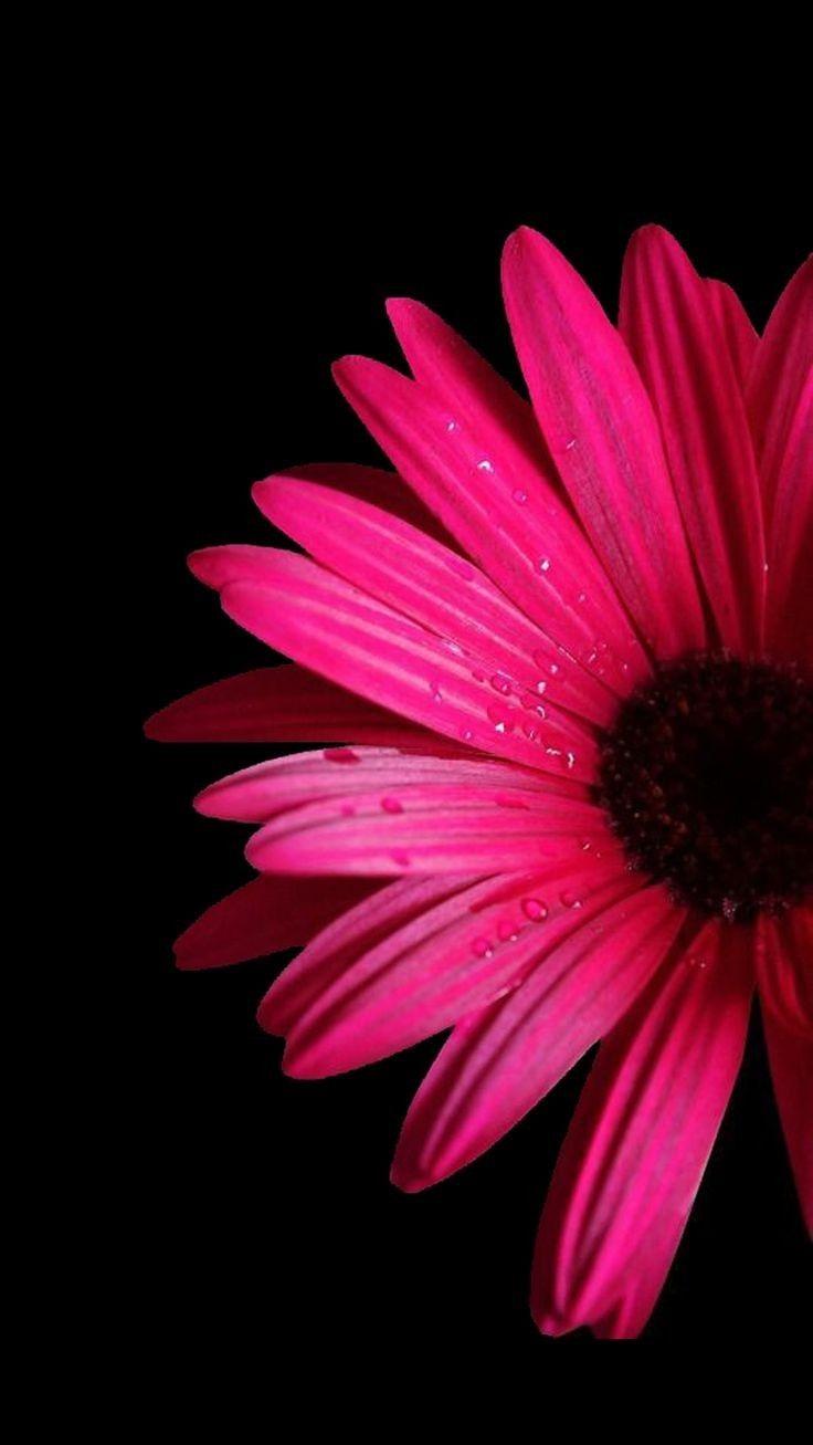 Papel De Parede Celular HD Flower Wallpaper New