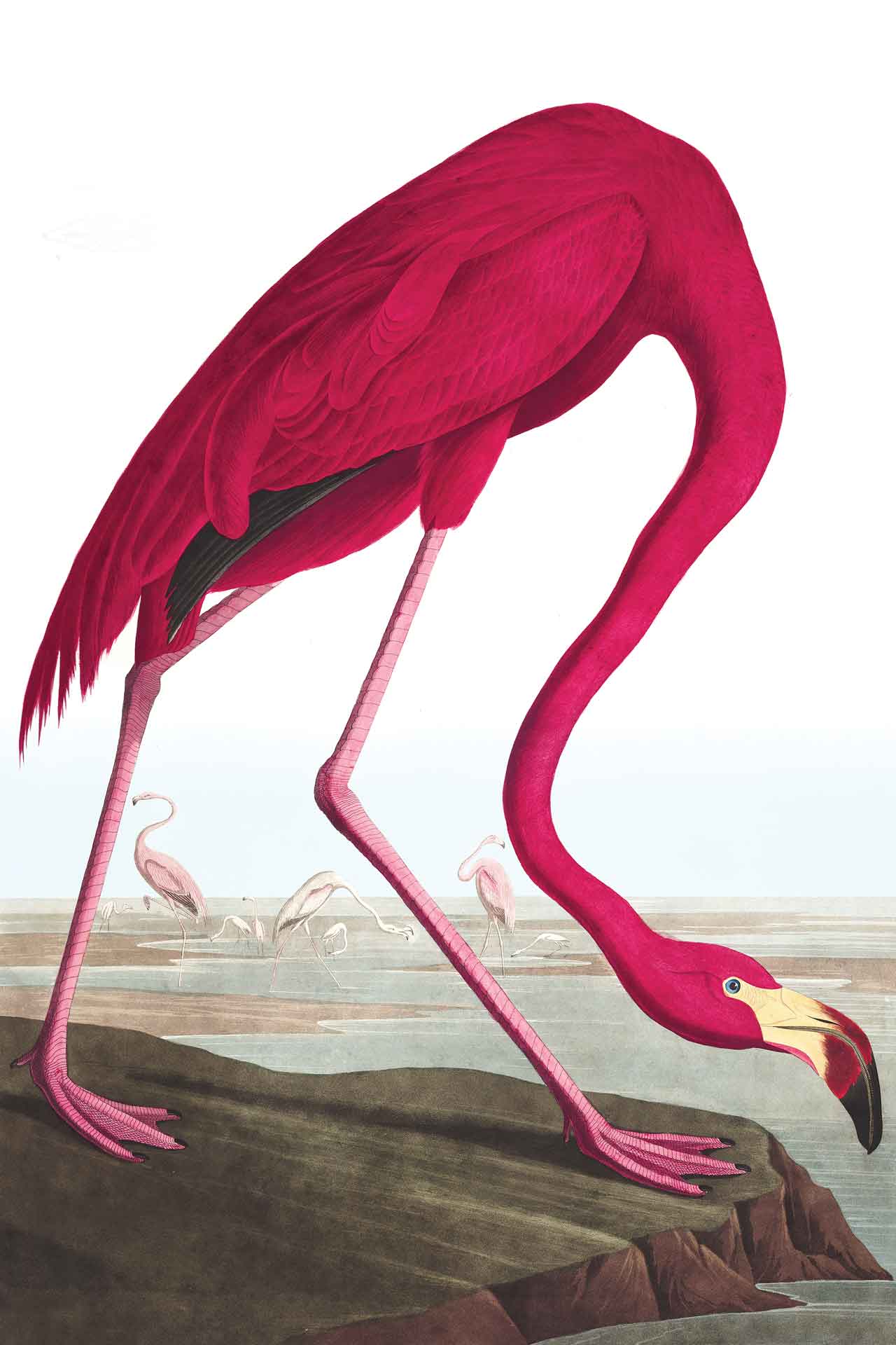 Vintage Flamingo Cara Saven Wall Design Usa