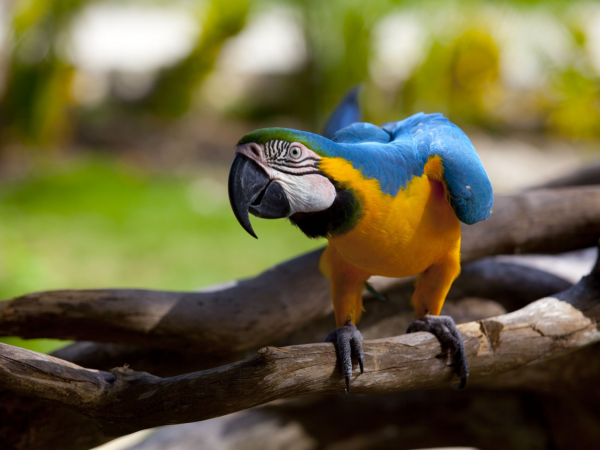 Blue And Yellow Macaw Wallpaper Top Dog Breeds Picture