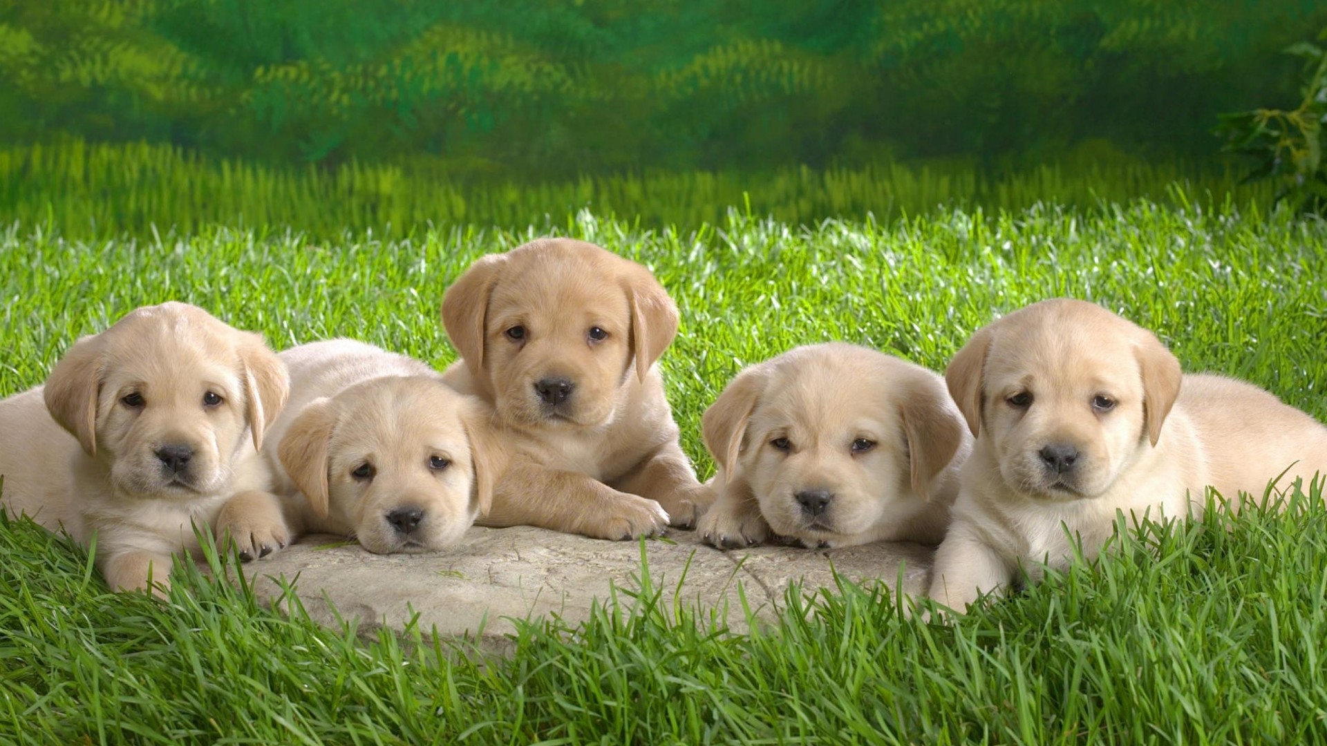 hd wallpapers of puppy labrador Download Latest HD Wallpapers