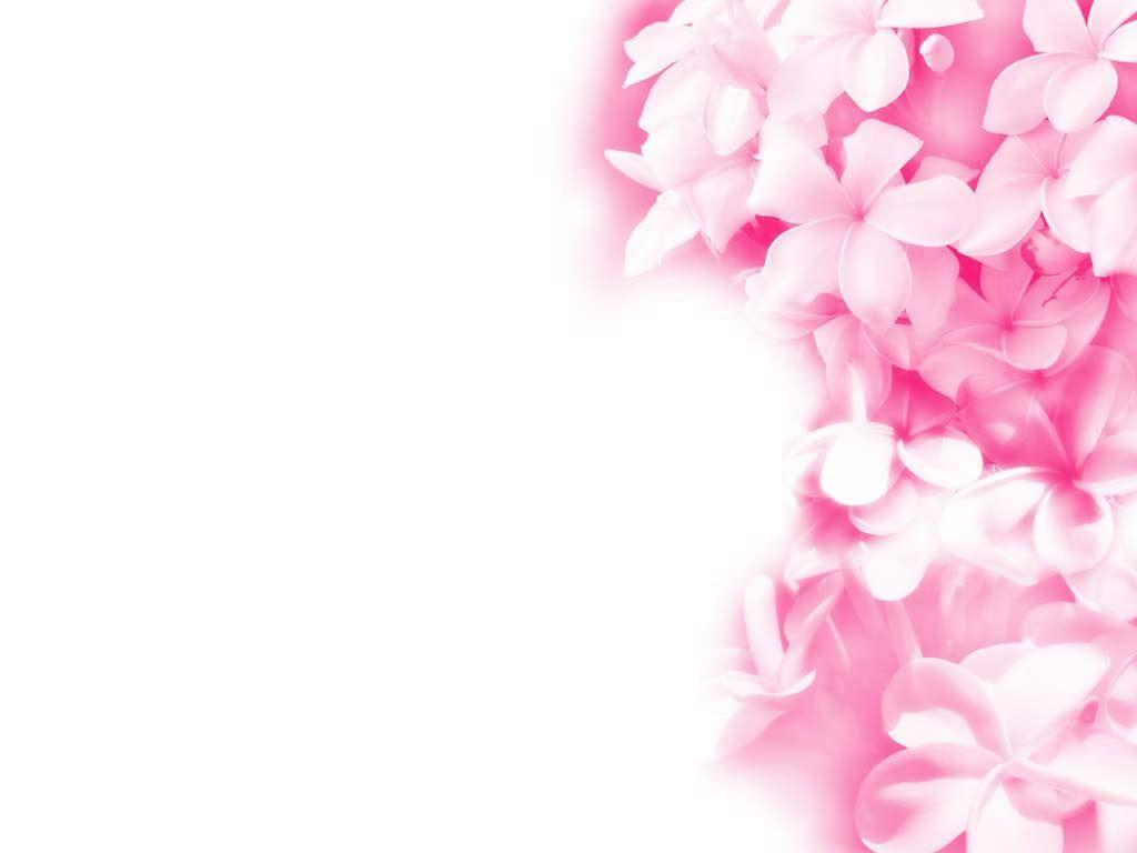Pink Flower Wallpaper Background