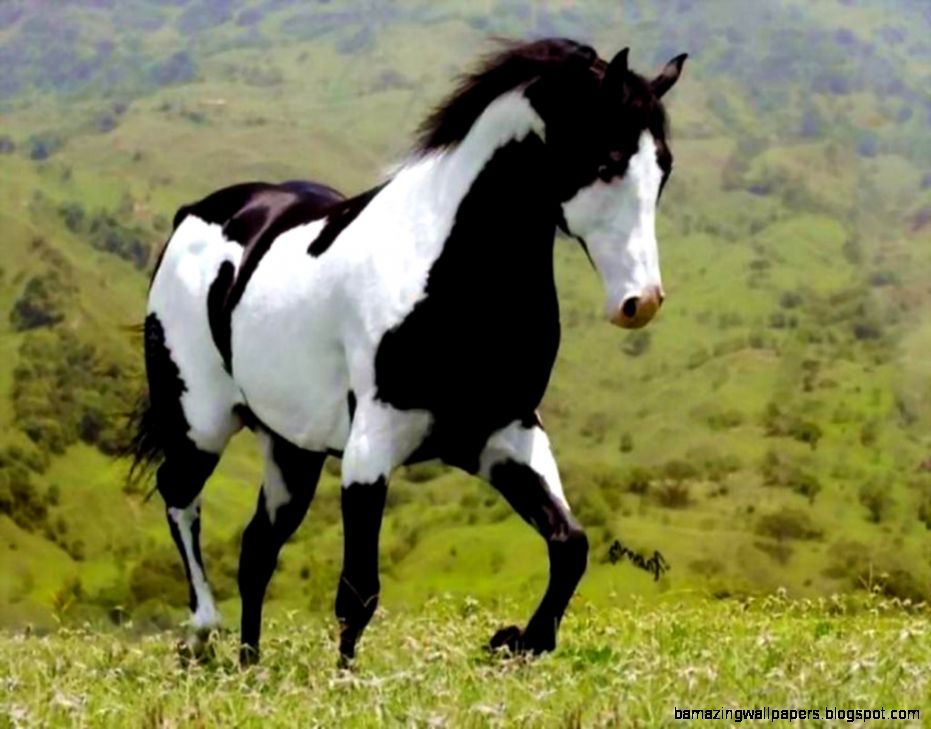 Beautiful Paint Horse Photography