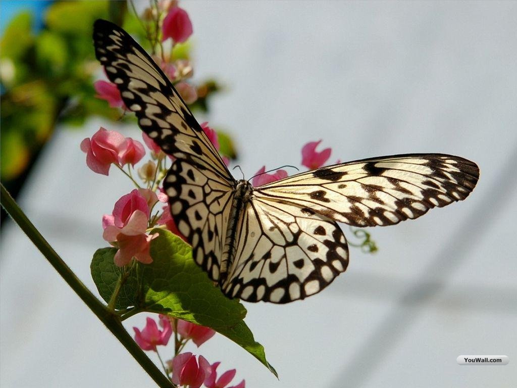 Butterfly Wallpaper For Desktop Beautiful Pictures