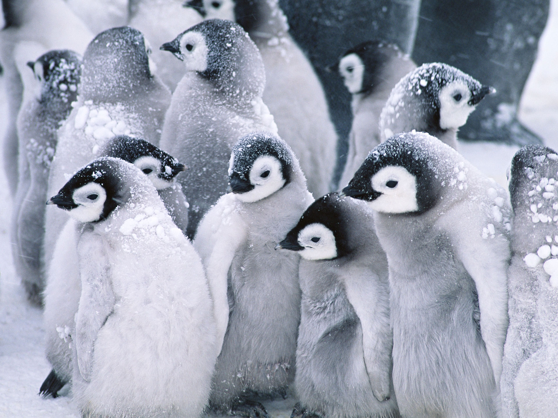 Cute Arctic Penguins Wallpaper HD