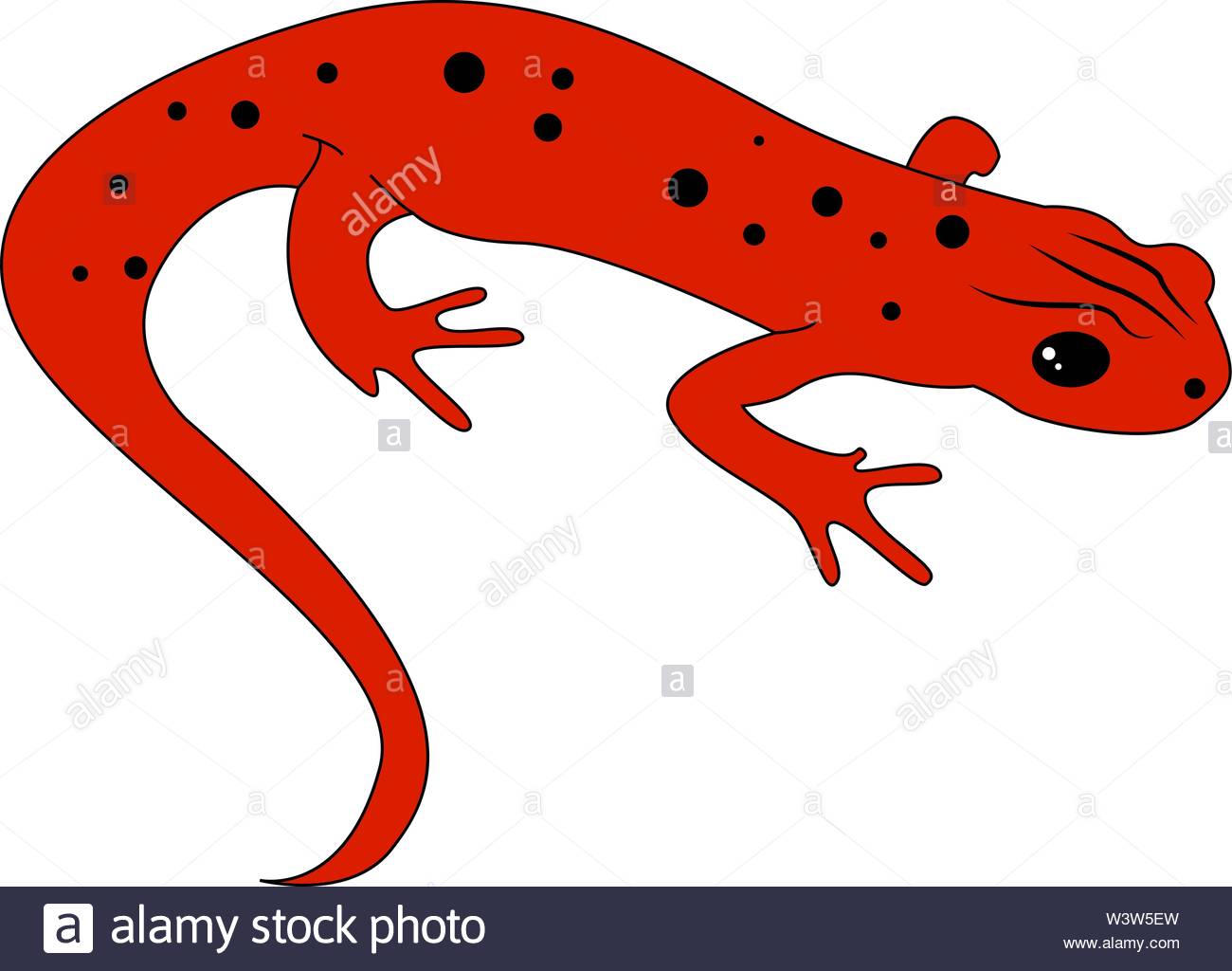 Free download Red newt illustration vector on white background Stock ...