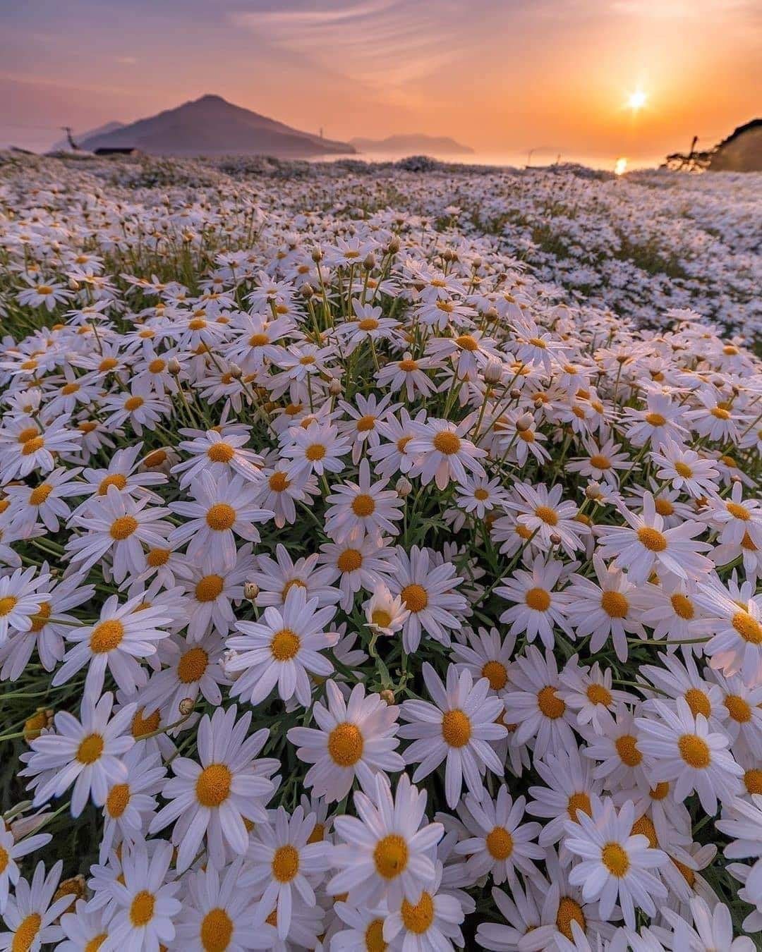 Daisy Aesthetic Background Adorable And Lovely Design Wallpaper