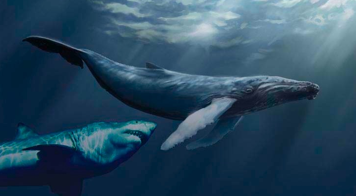 The Frog Fossil Whale Bone Reveals Prehistoric Shark Attack