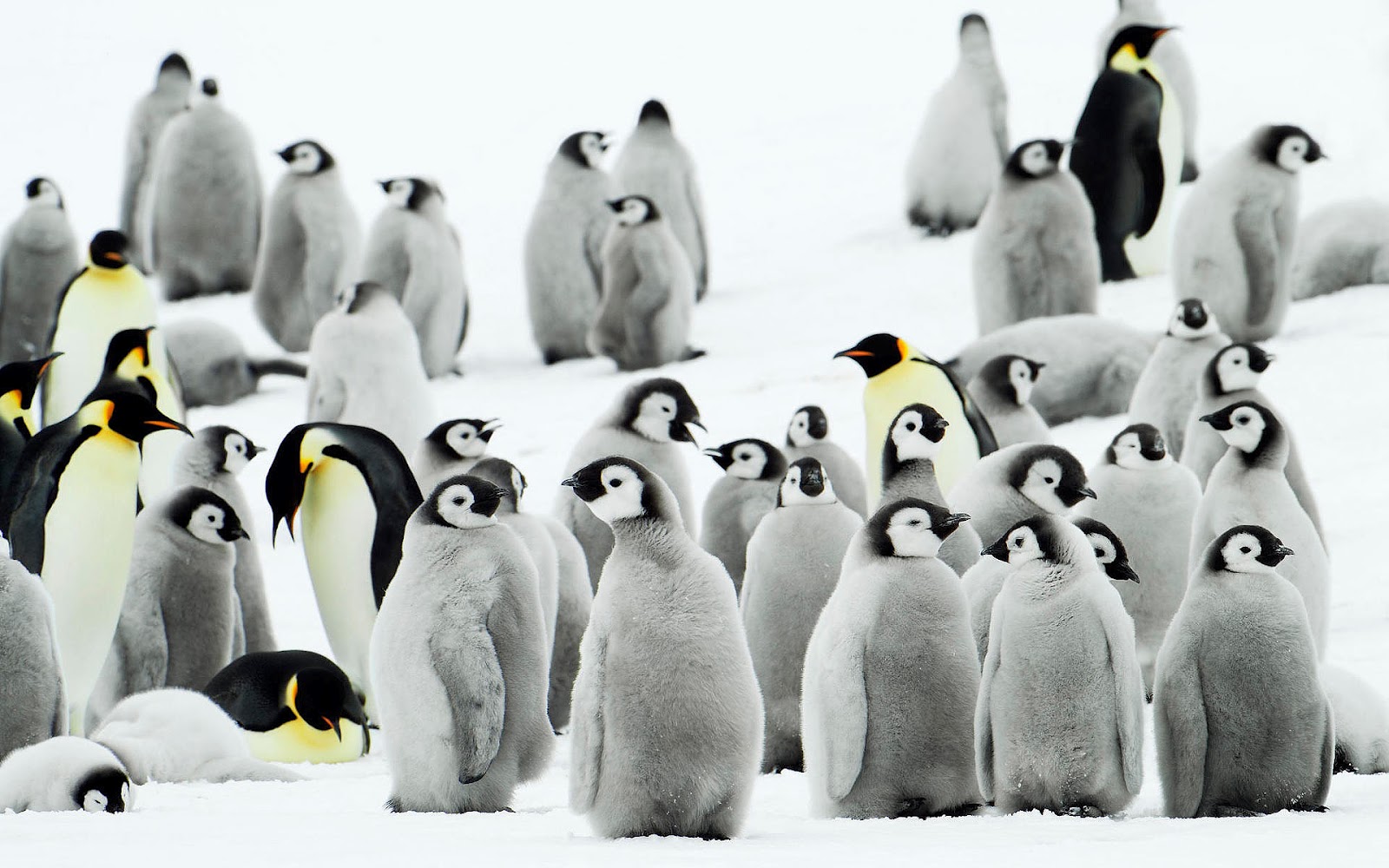  group of penguins in the snow HD penguins wallpapers   background