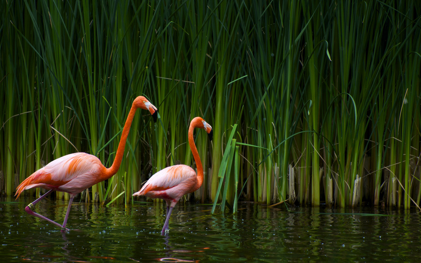 Flamingos Reed Wallpaper Photo And All