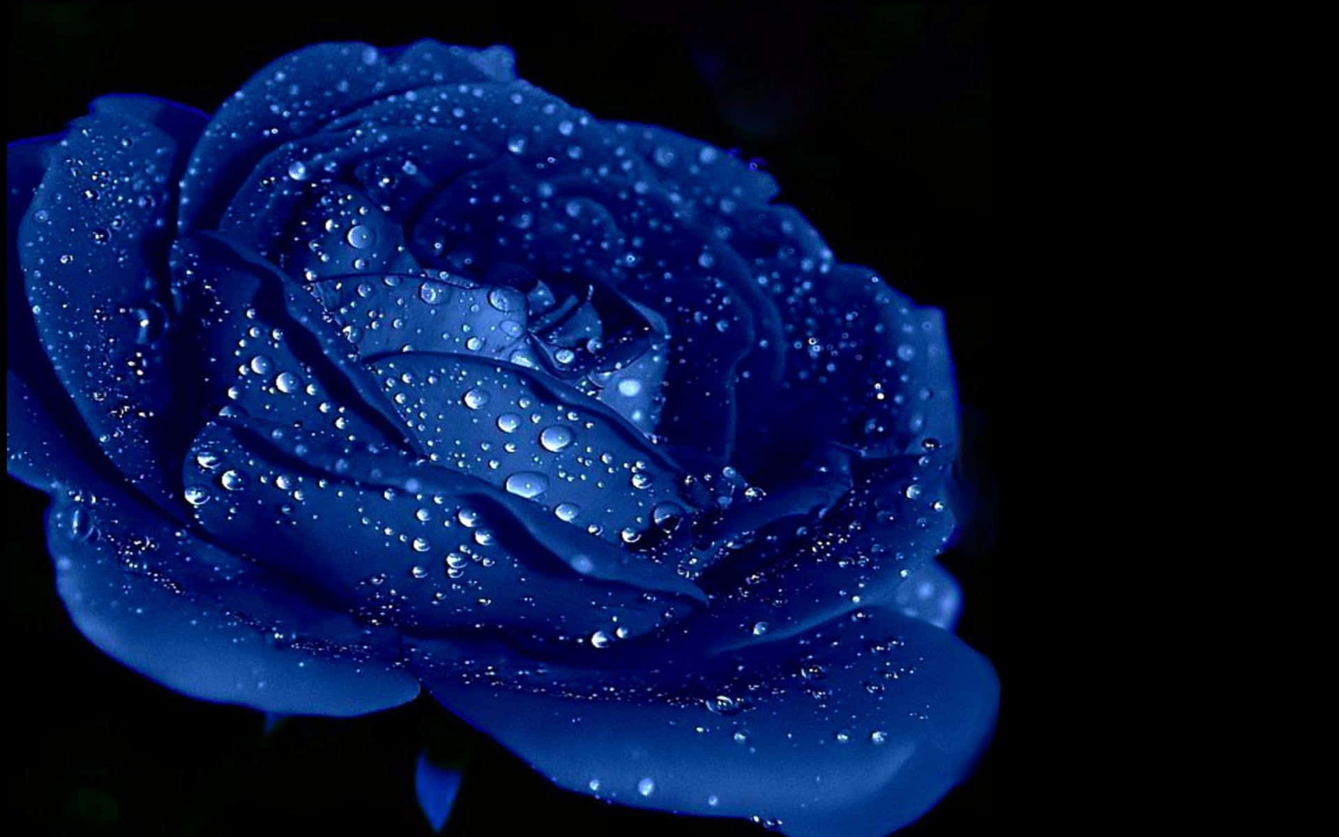 Dark Blue Rose Abstract Wallpaper