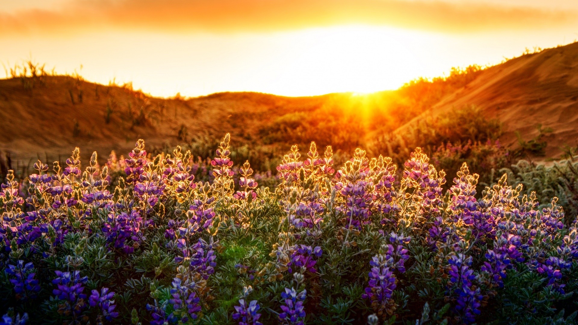Wildflower Wallpaper