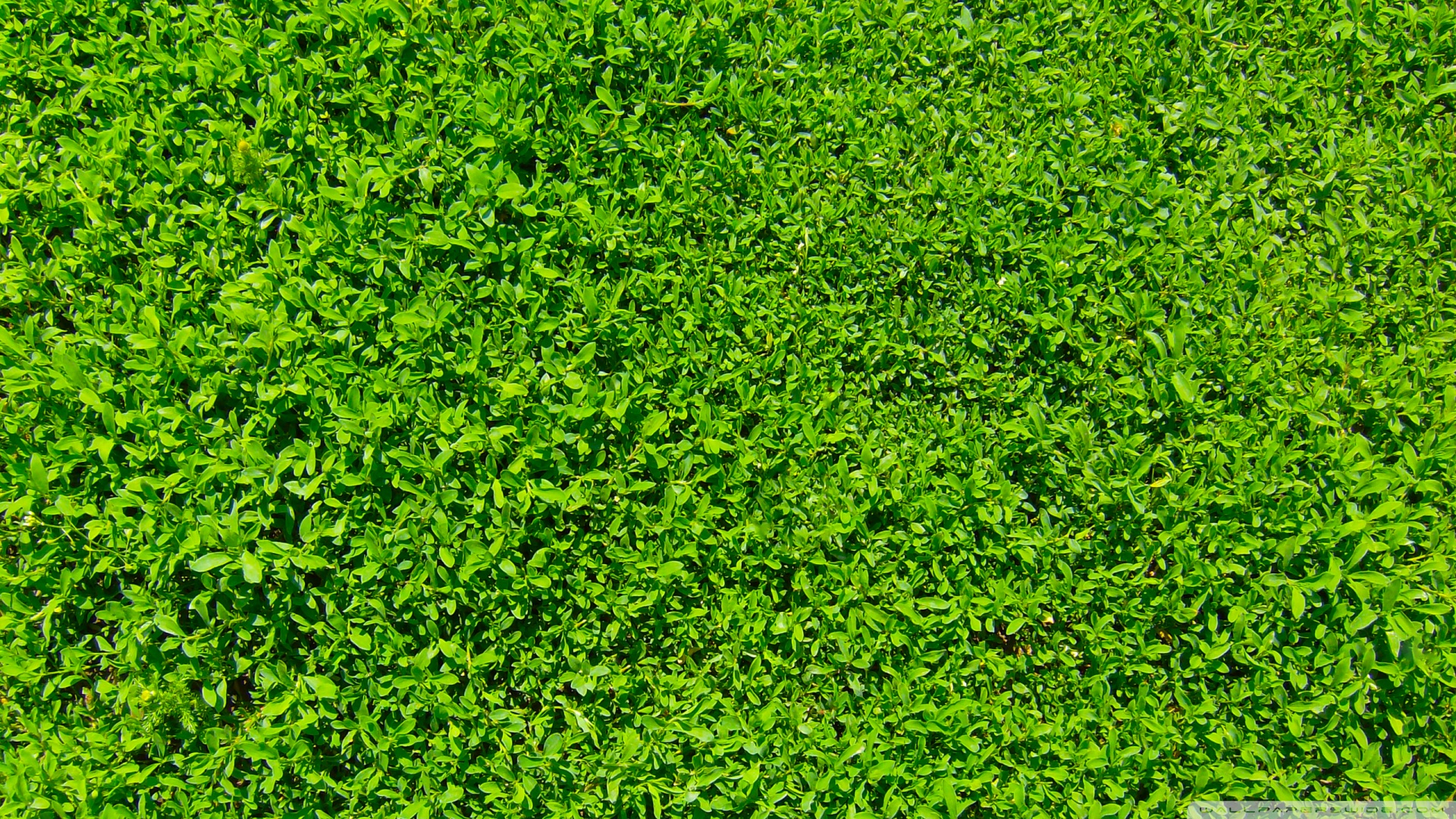 Download Green Grass 01 Wallpaper 1920x1080 Wallpoper