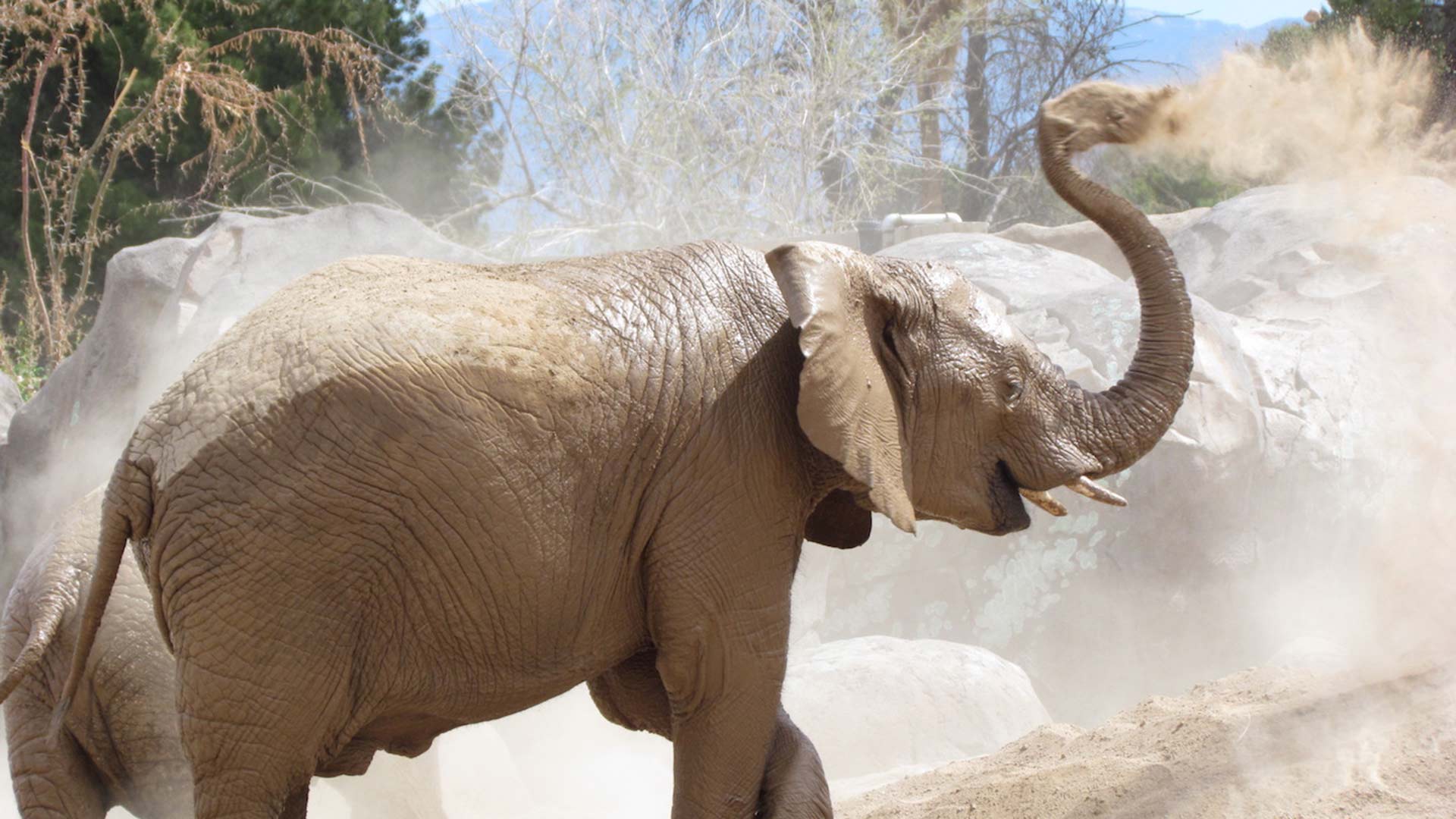 Elephant Dies At Reid Park Zoo Azpm