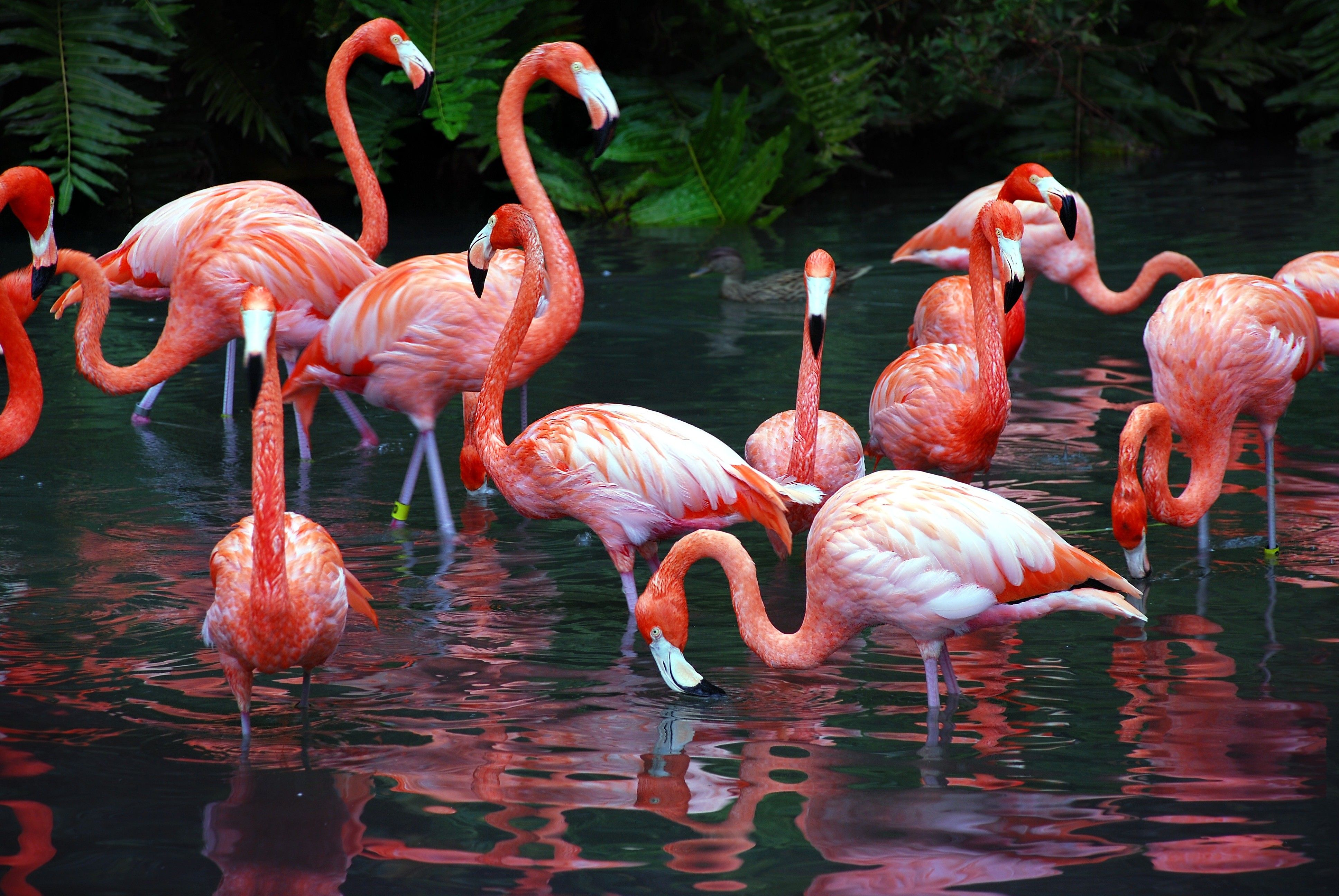 Animals Image Wallpaper