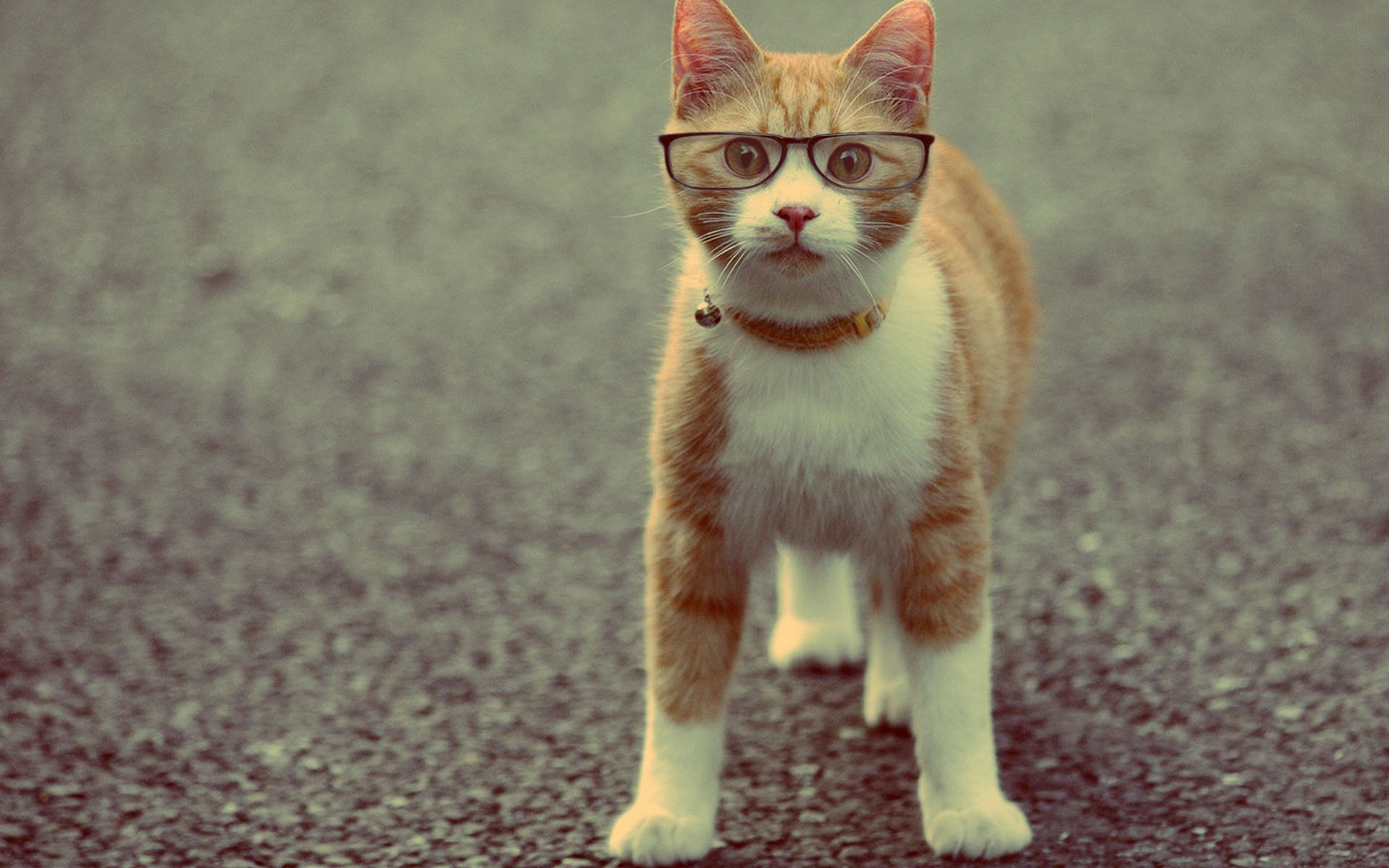 Cat Wearing Glasses Wallpaper Stock Photos