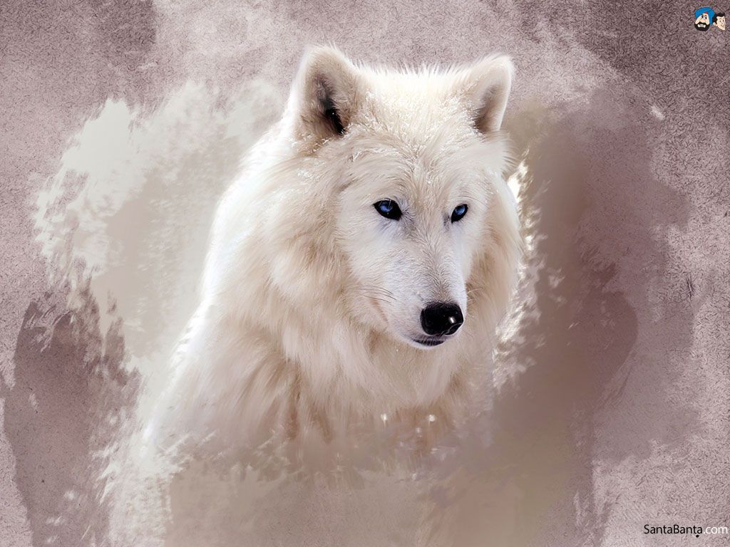 Wolf Aesthetic Wallpaper