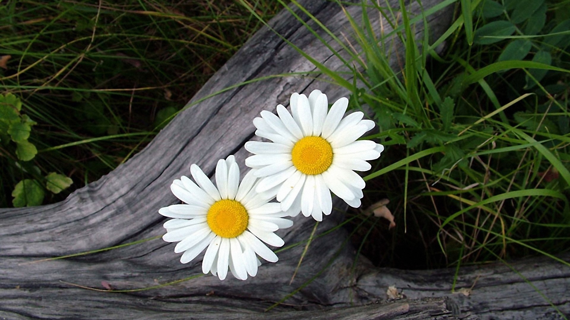HD Daisy Wallpaper