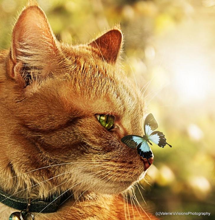 Wallpaper HD Orange Cat With Blue Butterfly On His Nose