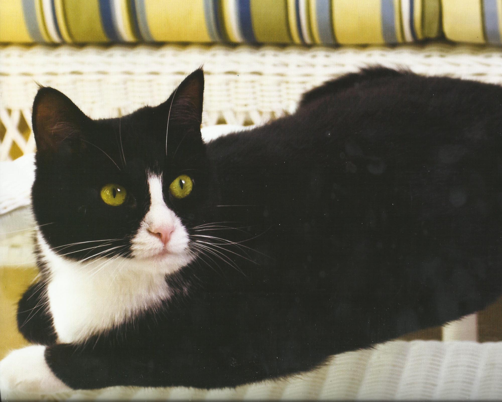 Tuxedo Cat Desktop Wallpaper
