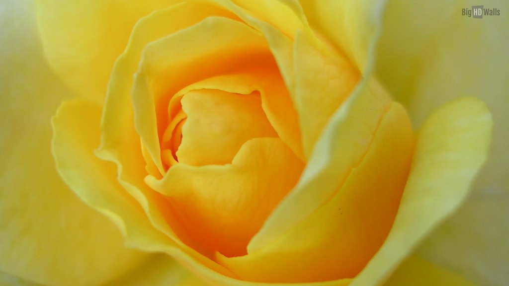 Yellow Rose Closeup HD Wallpaper001