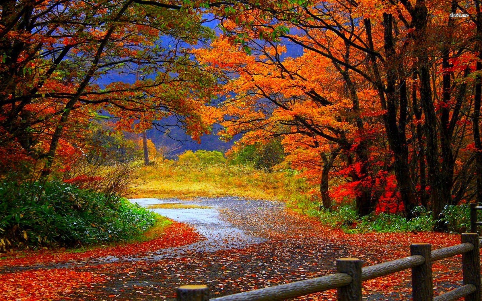 Autumn Forest Road HD Wallpaper Themes