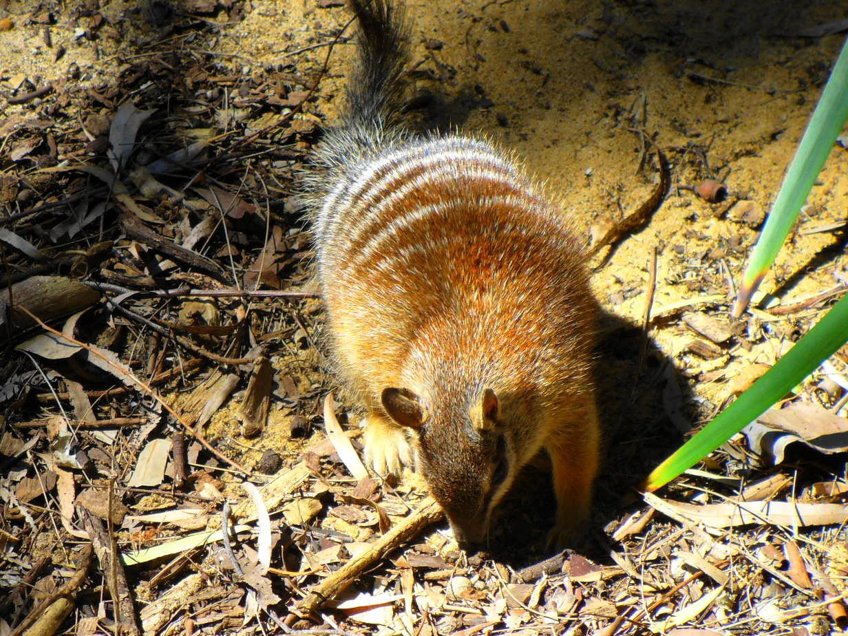 A numbat foraging on the ground in its natural habitat