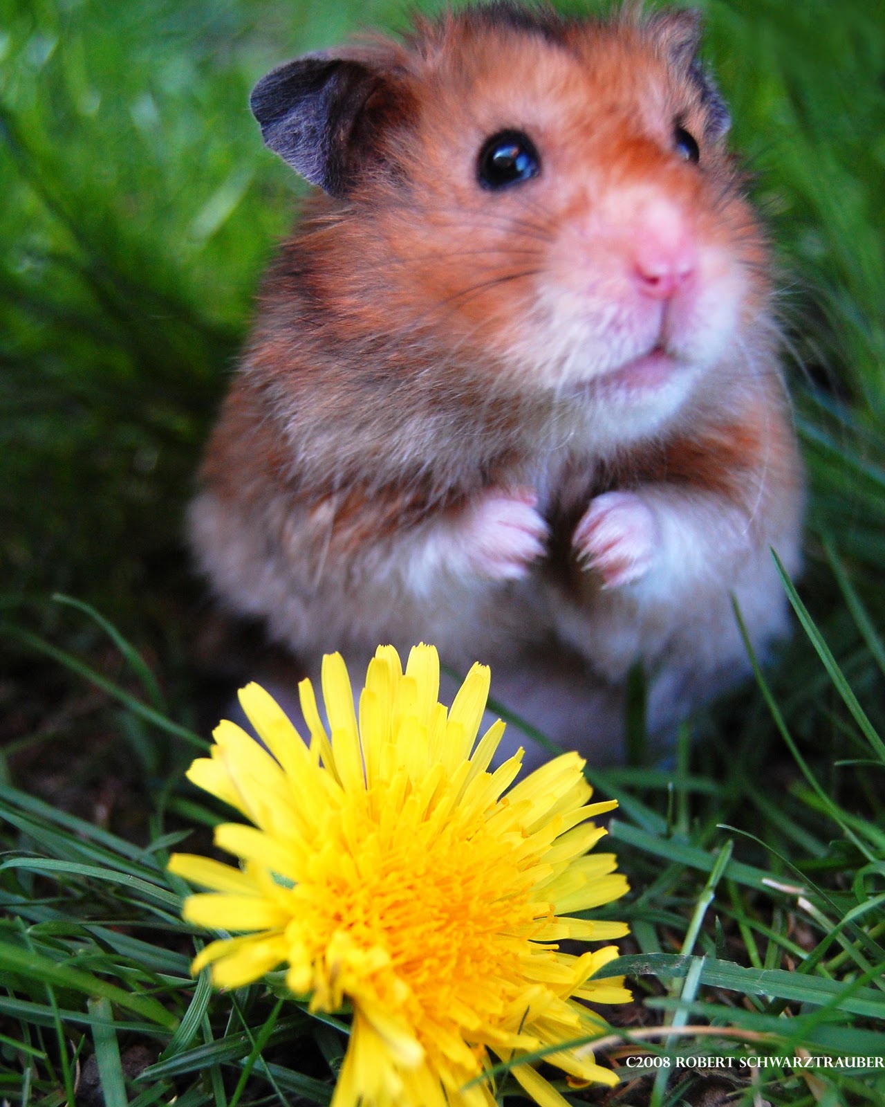 Cute Hamster And Sun Flower Wallpaper