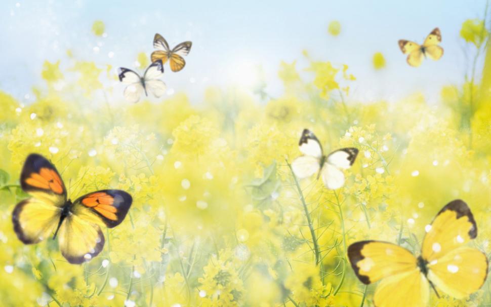 Spring Butterfly Puter Desktop Wallpaper Flowers