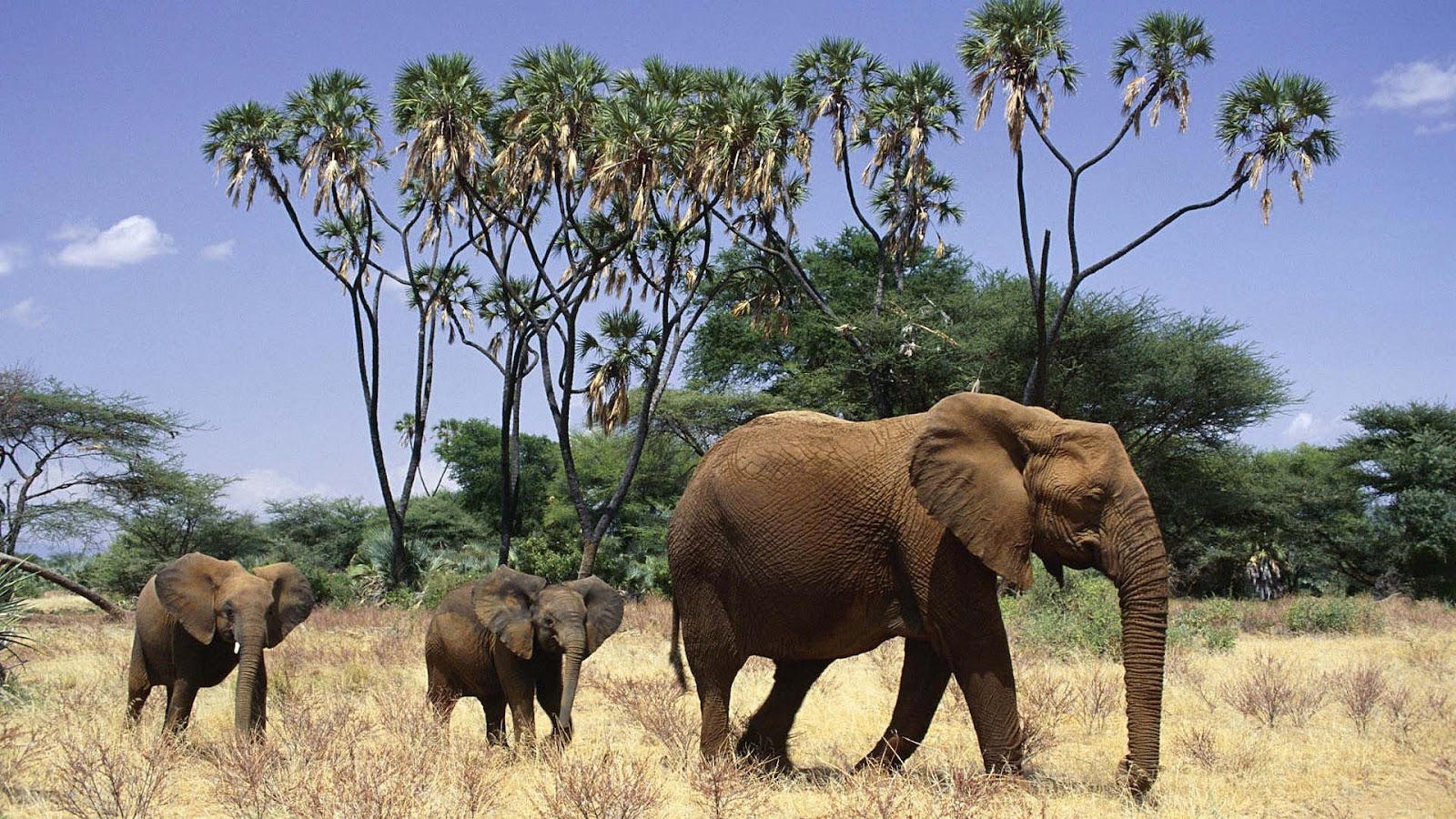 With Mother And His Young Elephants HD Wallpaper