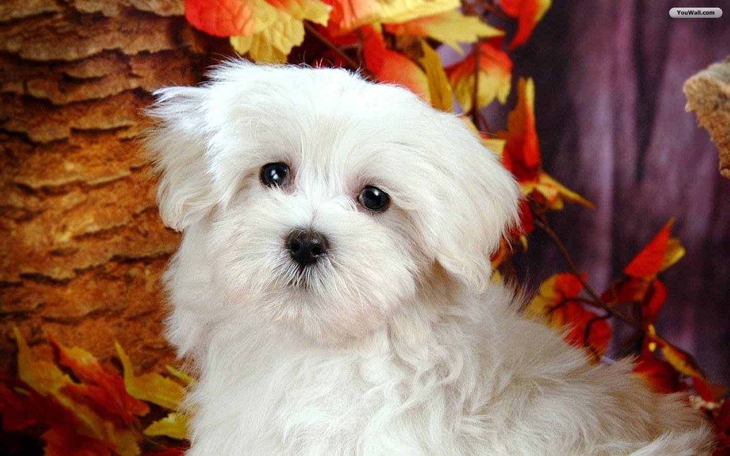 Cute White Dog Wallpaper Kb
