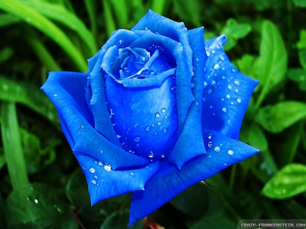 Beautiful Blue Roses Wallpaper Ambition Daily